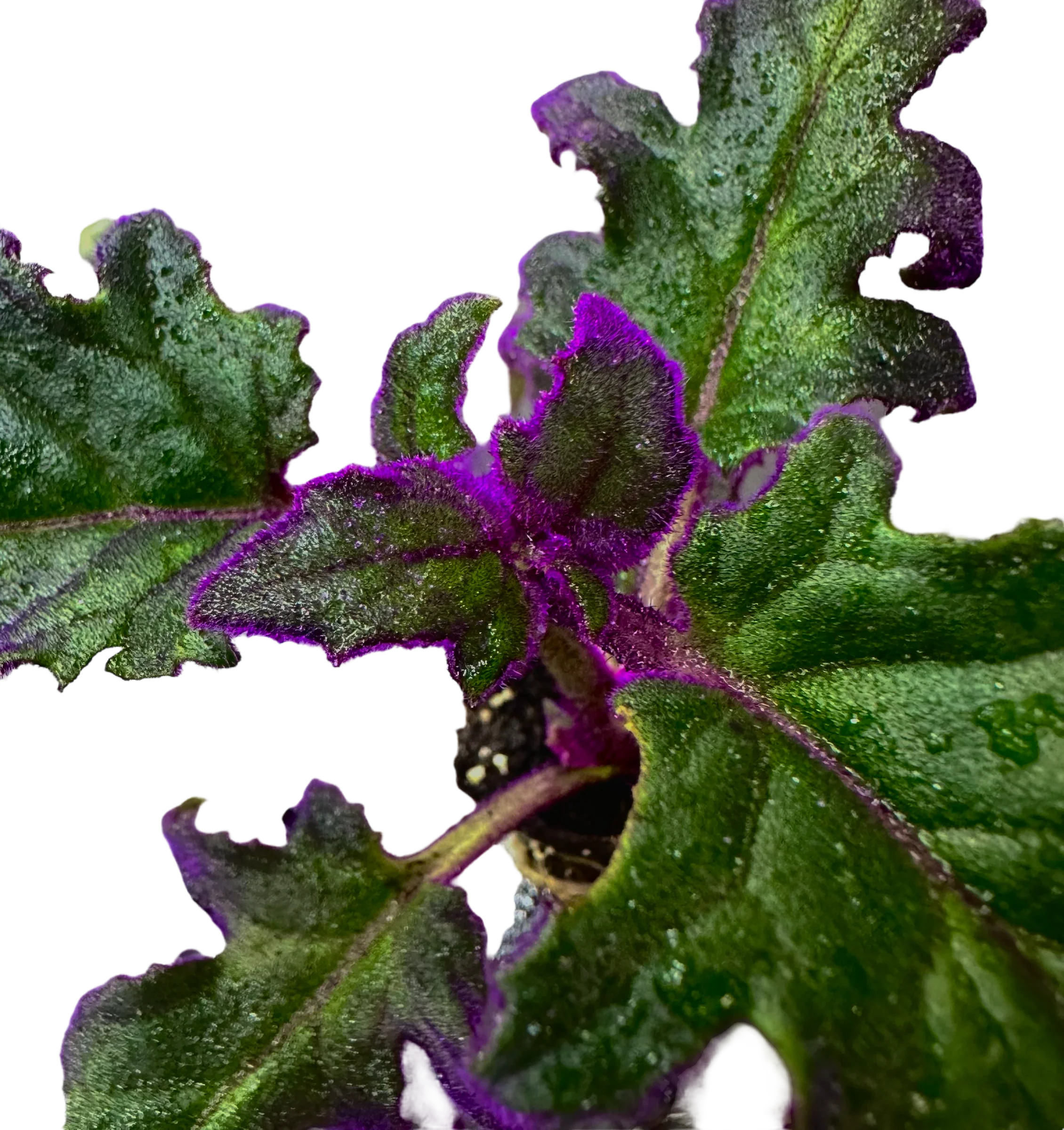 Gynura aurantiaca - Purple Passion - Image 2