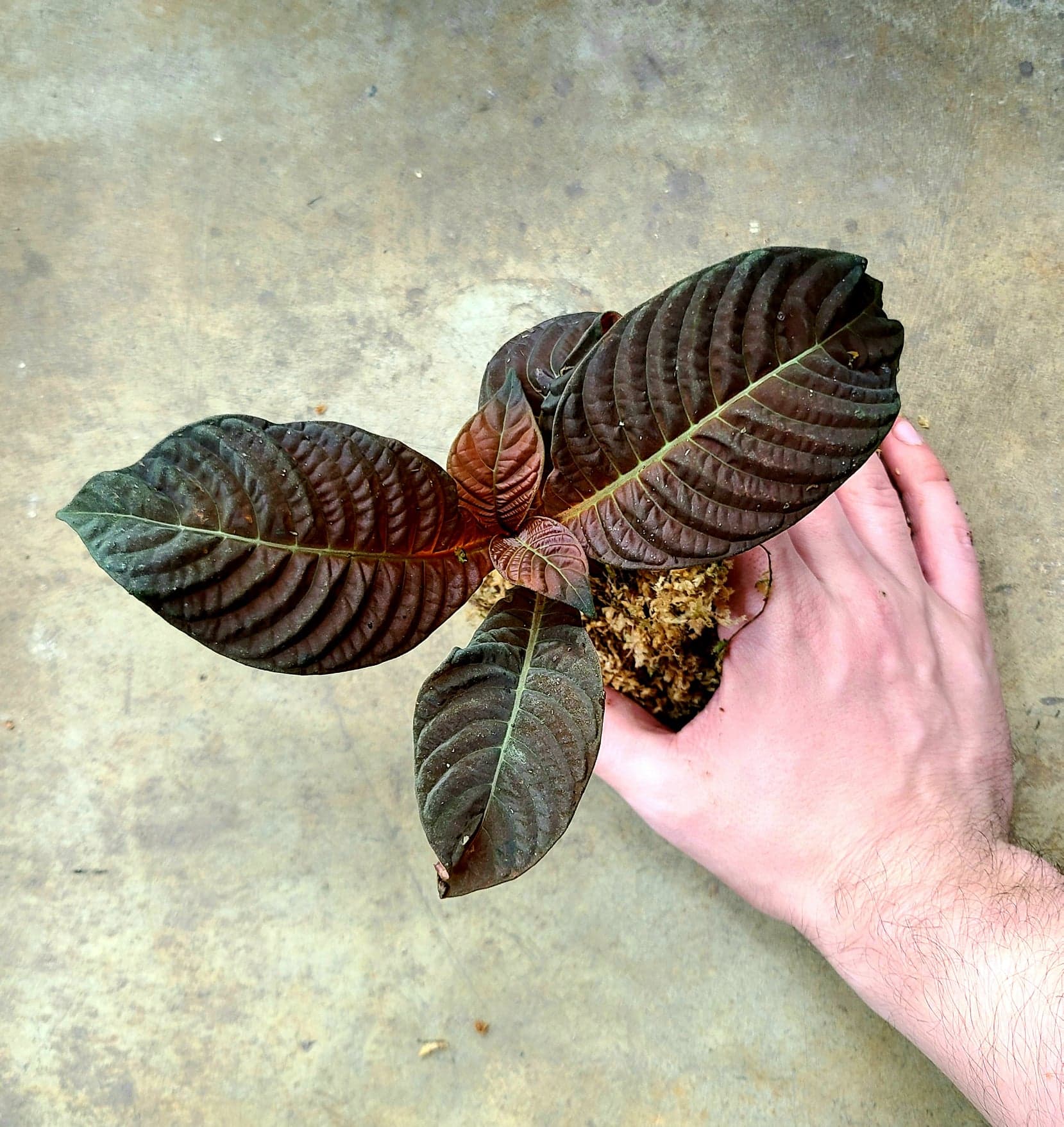 Hoffmannia refulgens x ghiesbreghtii - Image 3