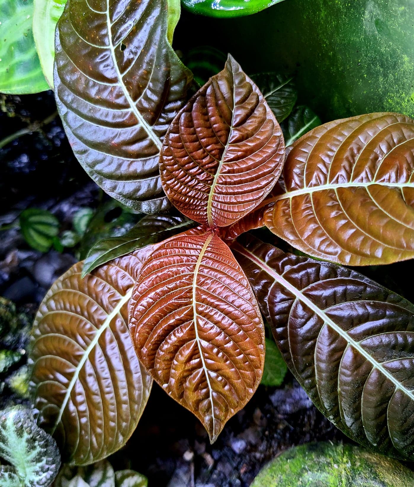 Hoffmannia refulgens x ghiesbreghtii - Image 4