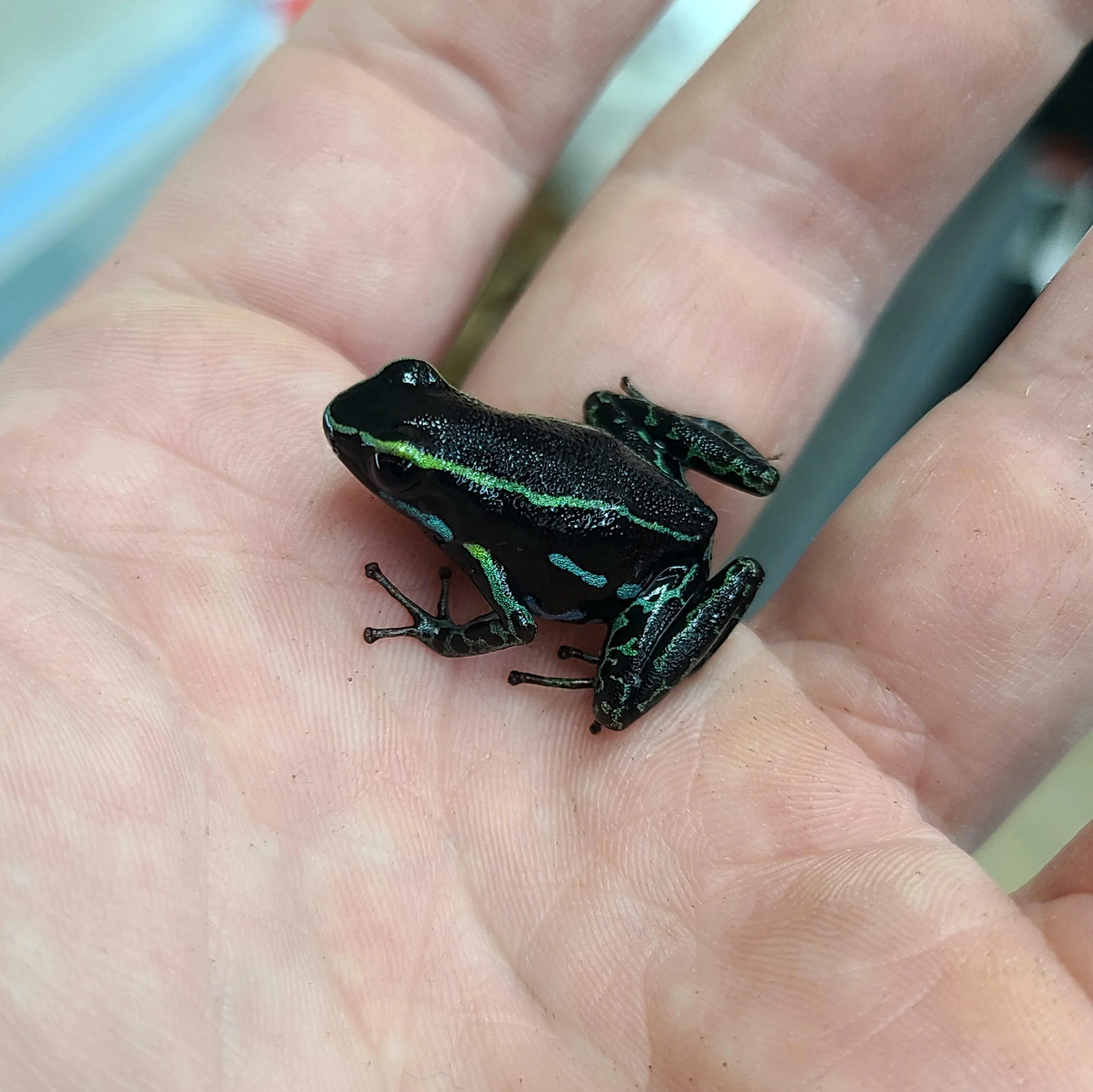 Hyloxalus azureiventris - Image 2