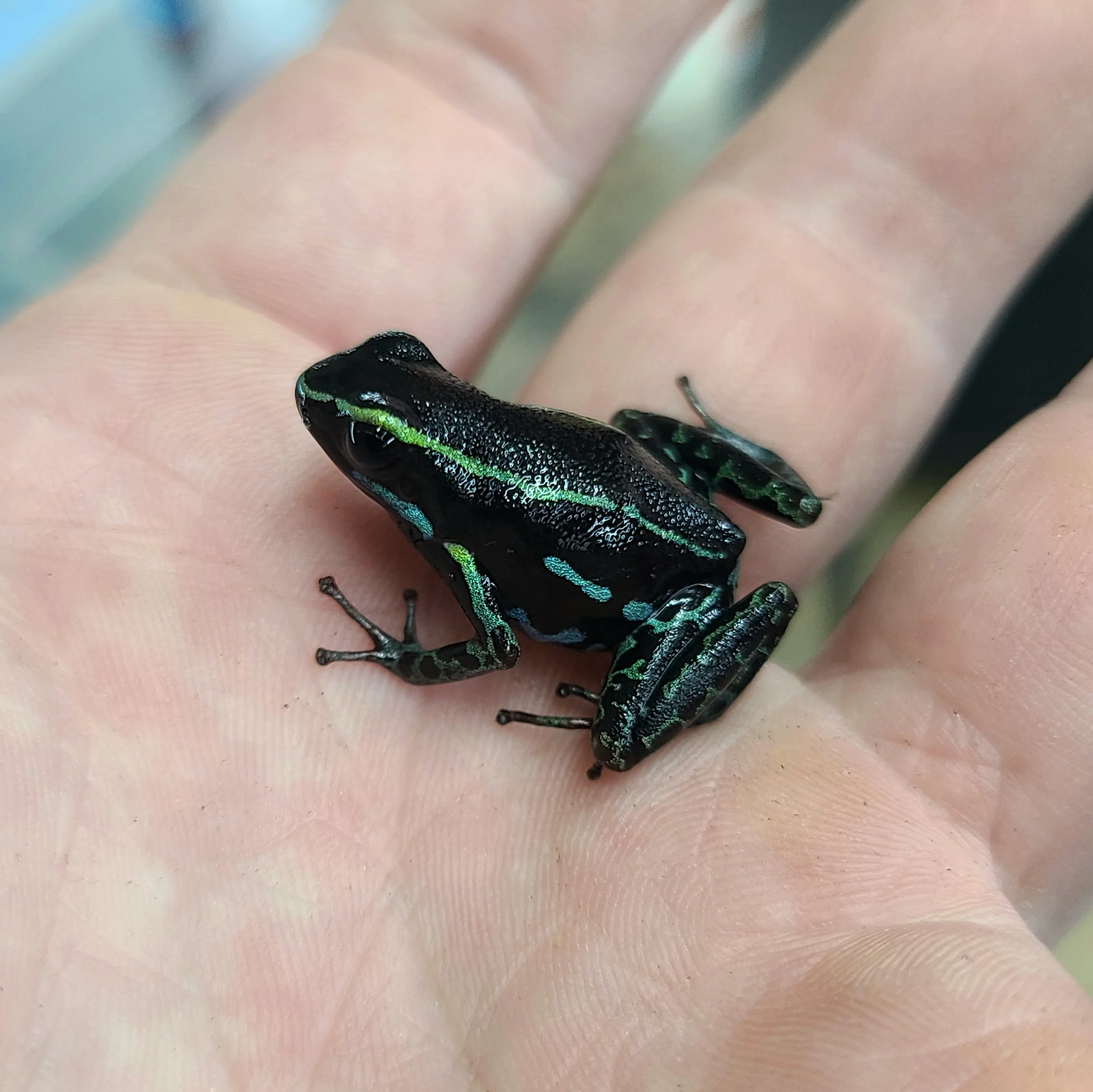 Hyloxalus azureiventris - Image 3