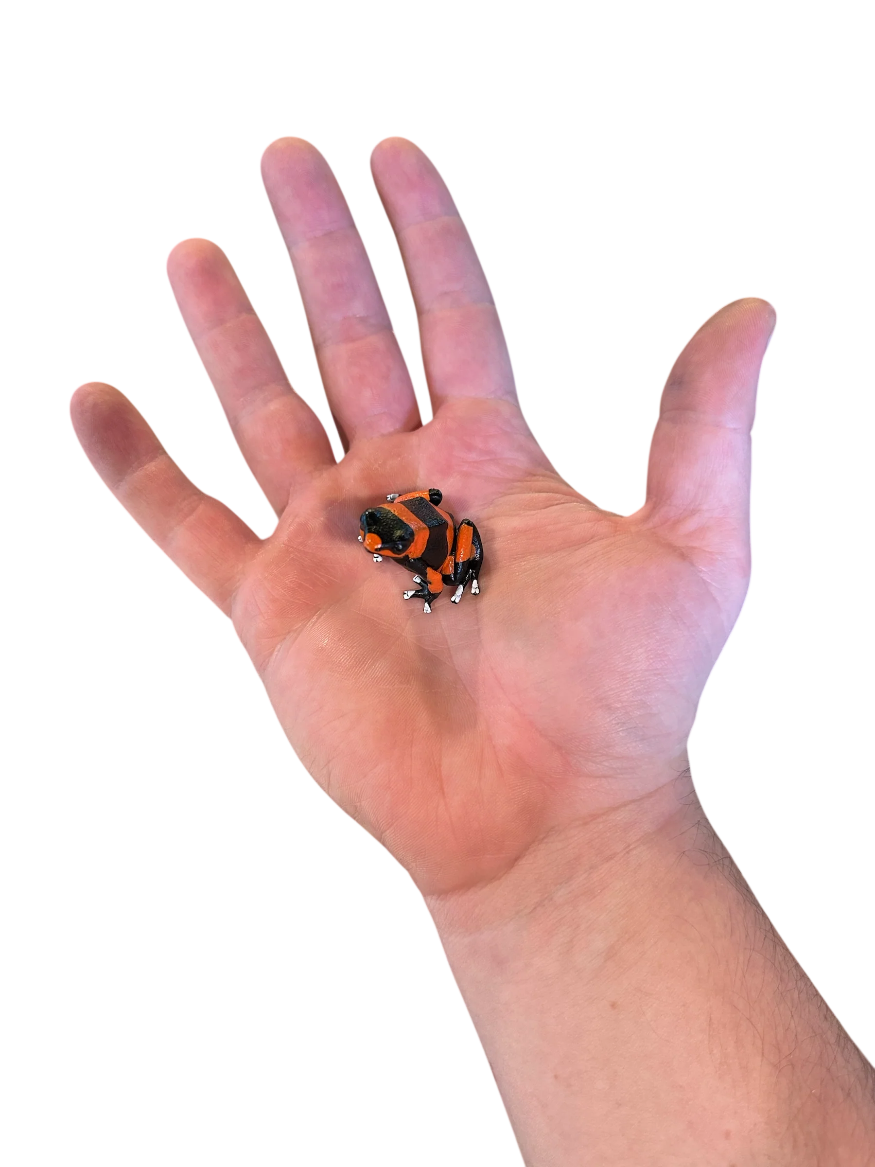 Hyper-Realistic Figurine - Oophaga lehmanni “Red Orange” - Image 3