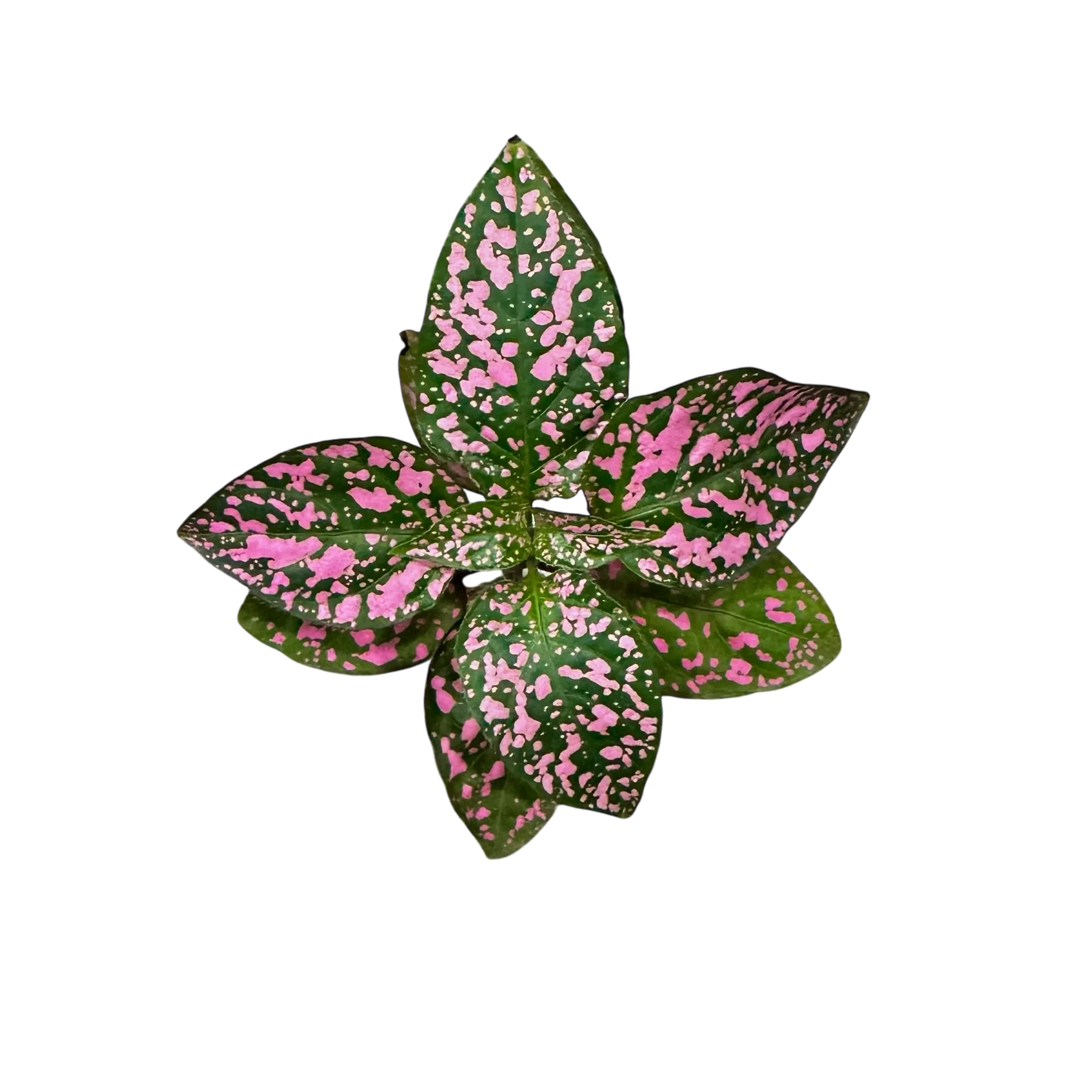 Hypoestes phyllostachya - Pink Confetti