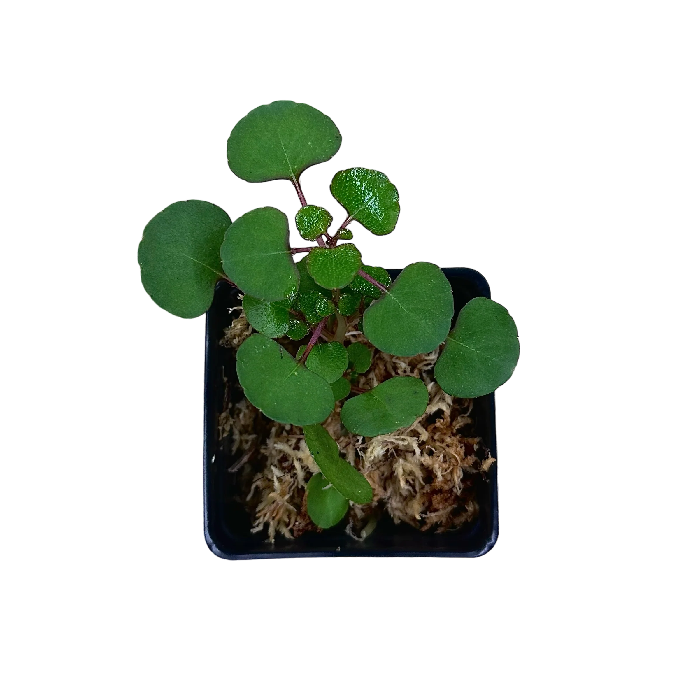 Impatiens repens - Image 2