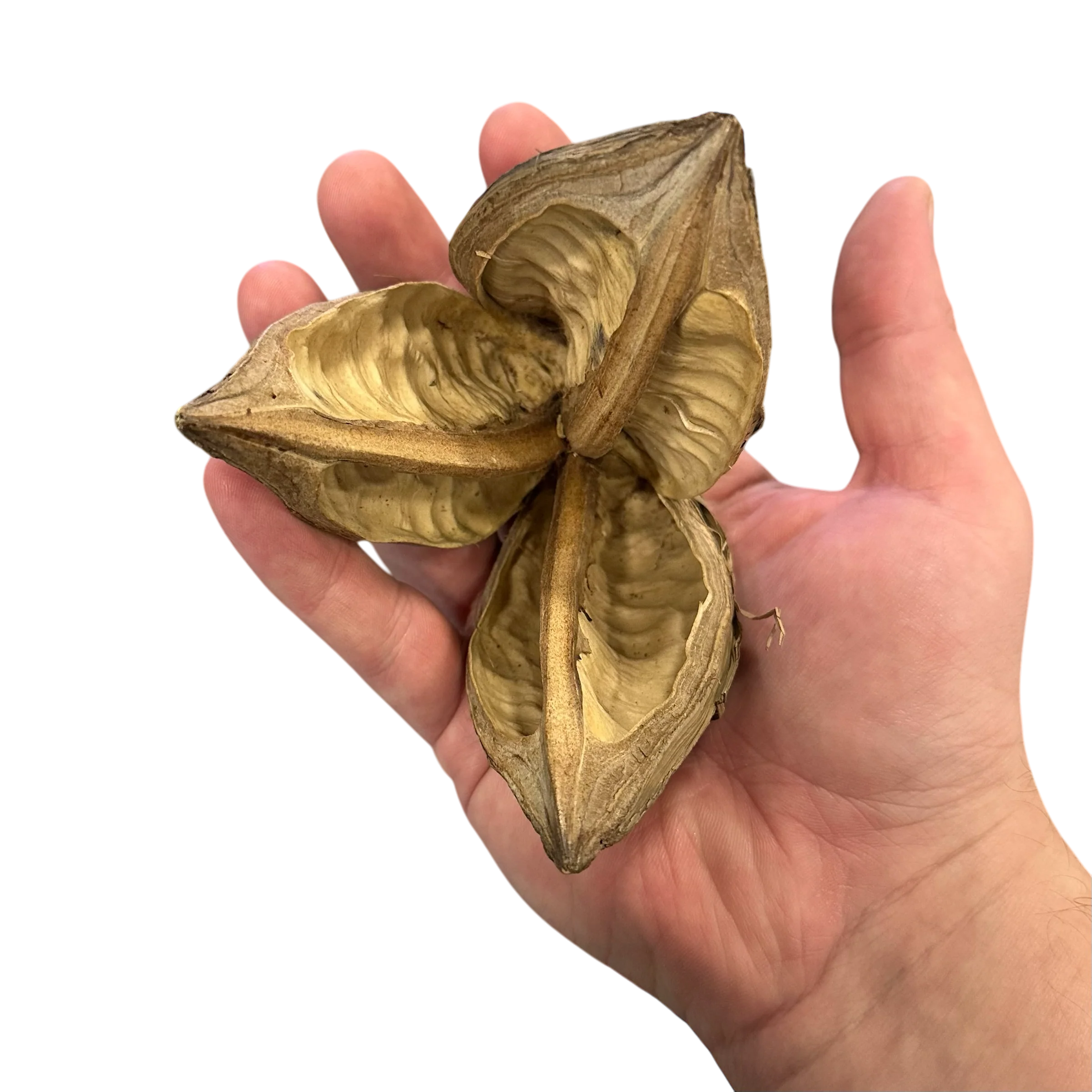 Large Star Pods - Image 2
