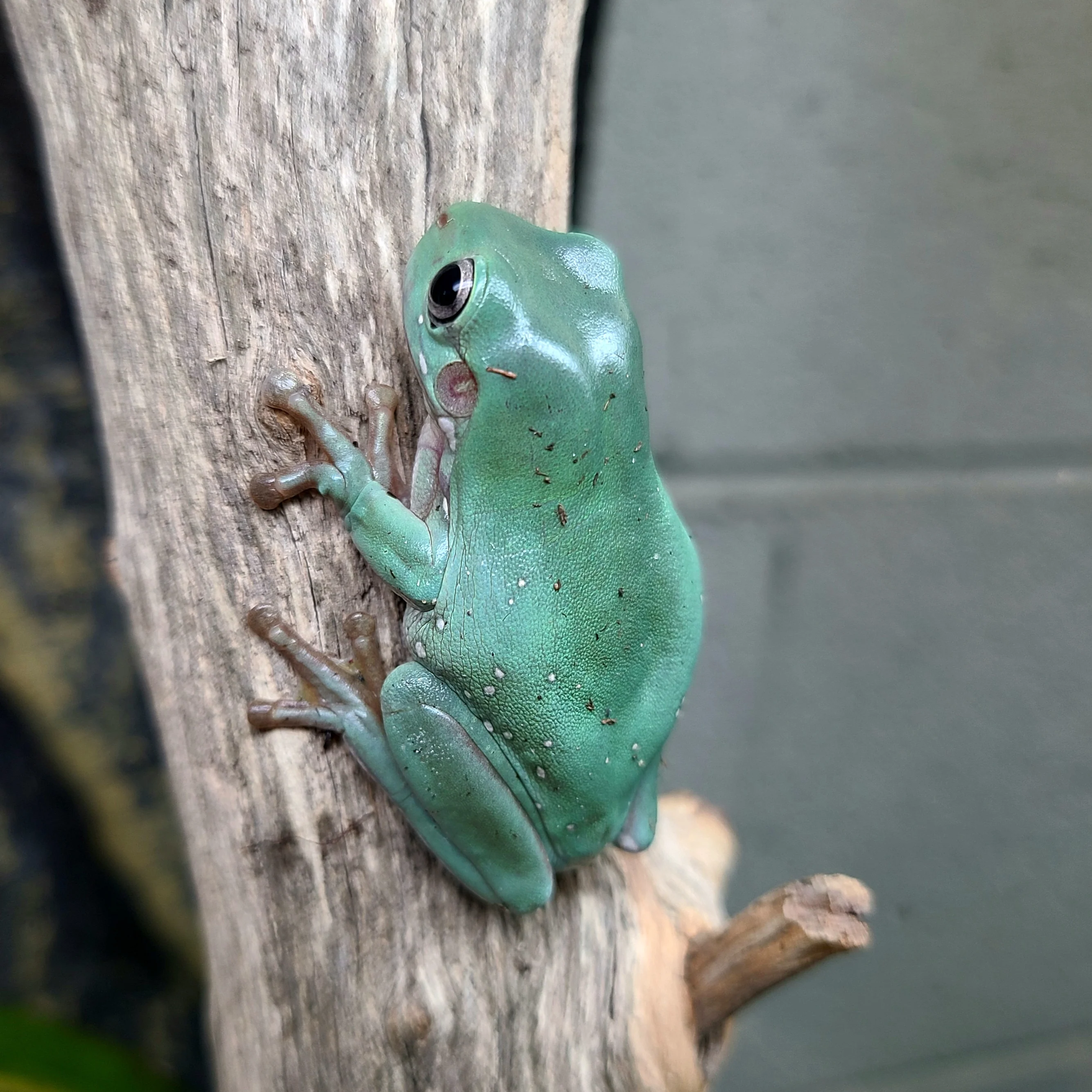 Litoria caerulea - White's Tree Frog