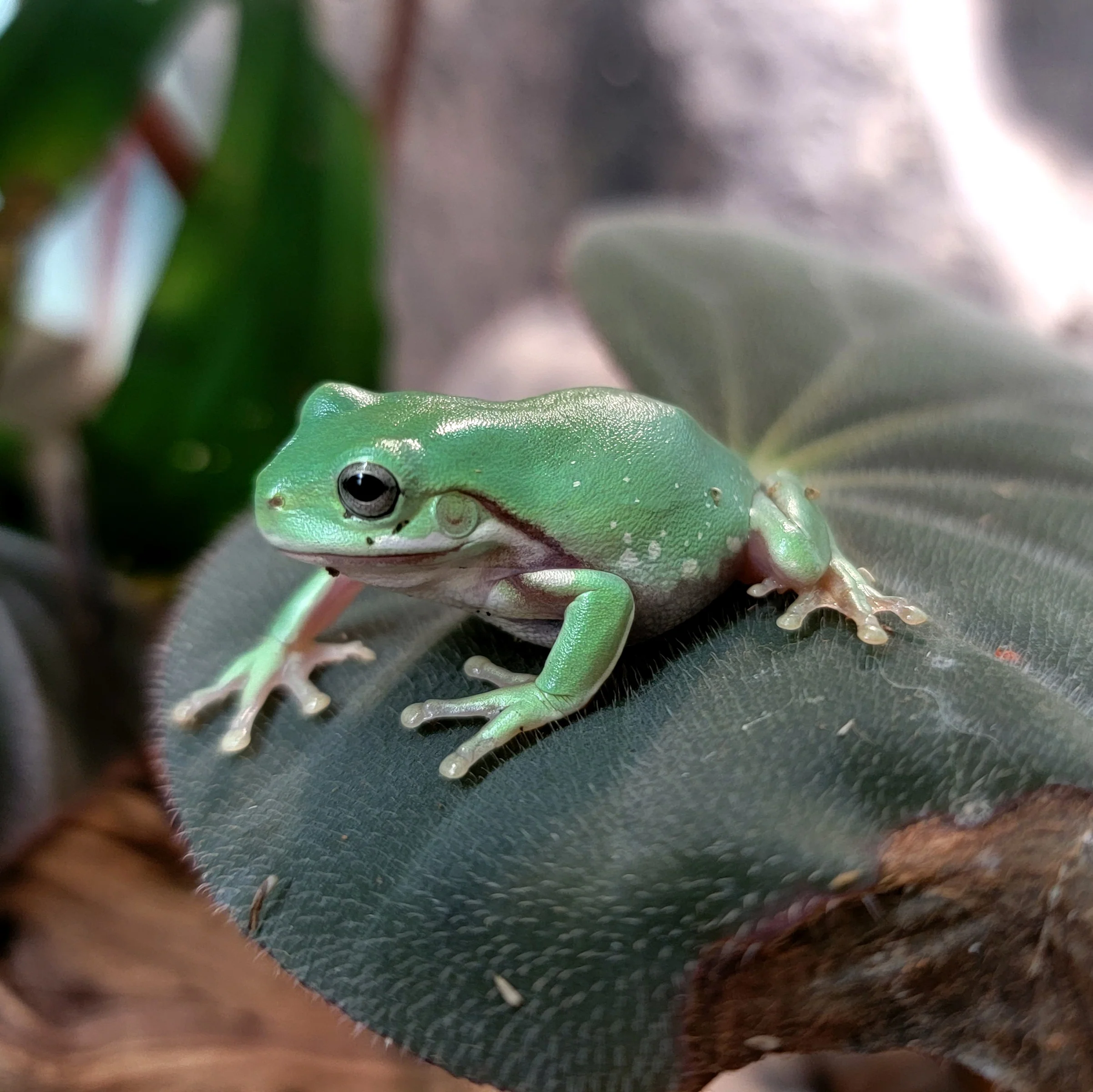Litoria caerulea - White's Tree Frog - Image 2