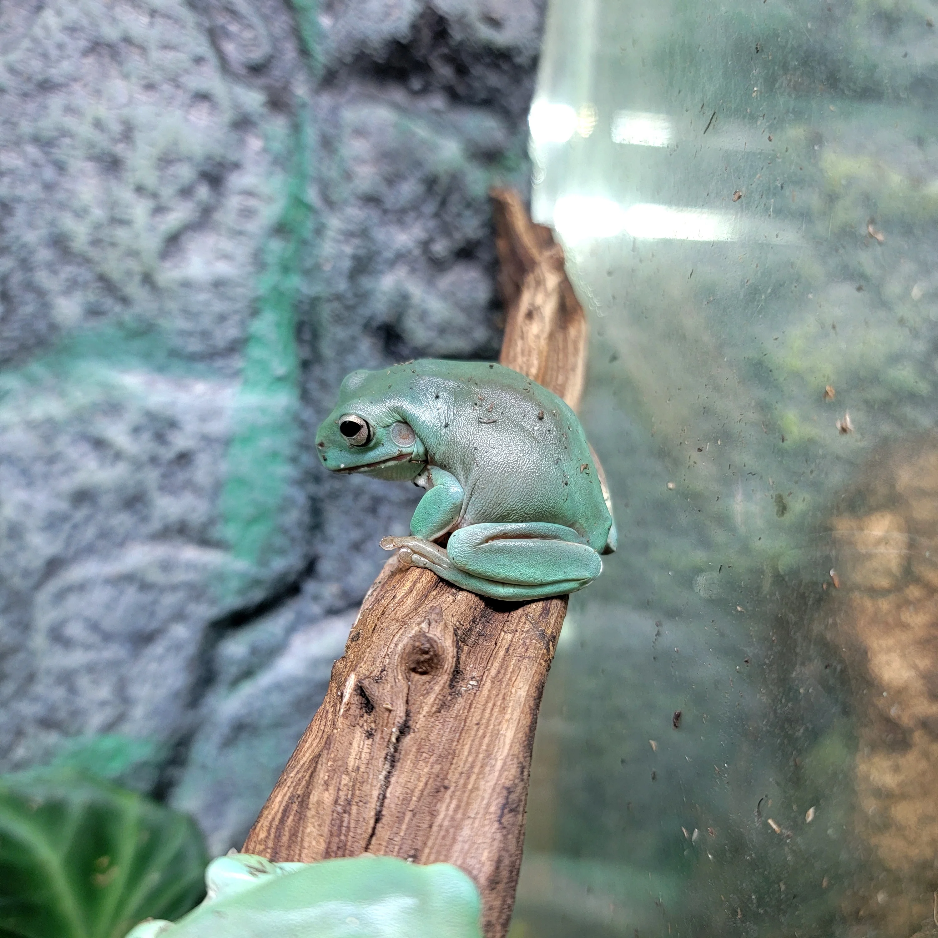 Litoria caerulea - White's Tree Frog - Blue Phase - Image 2