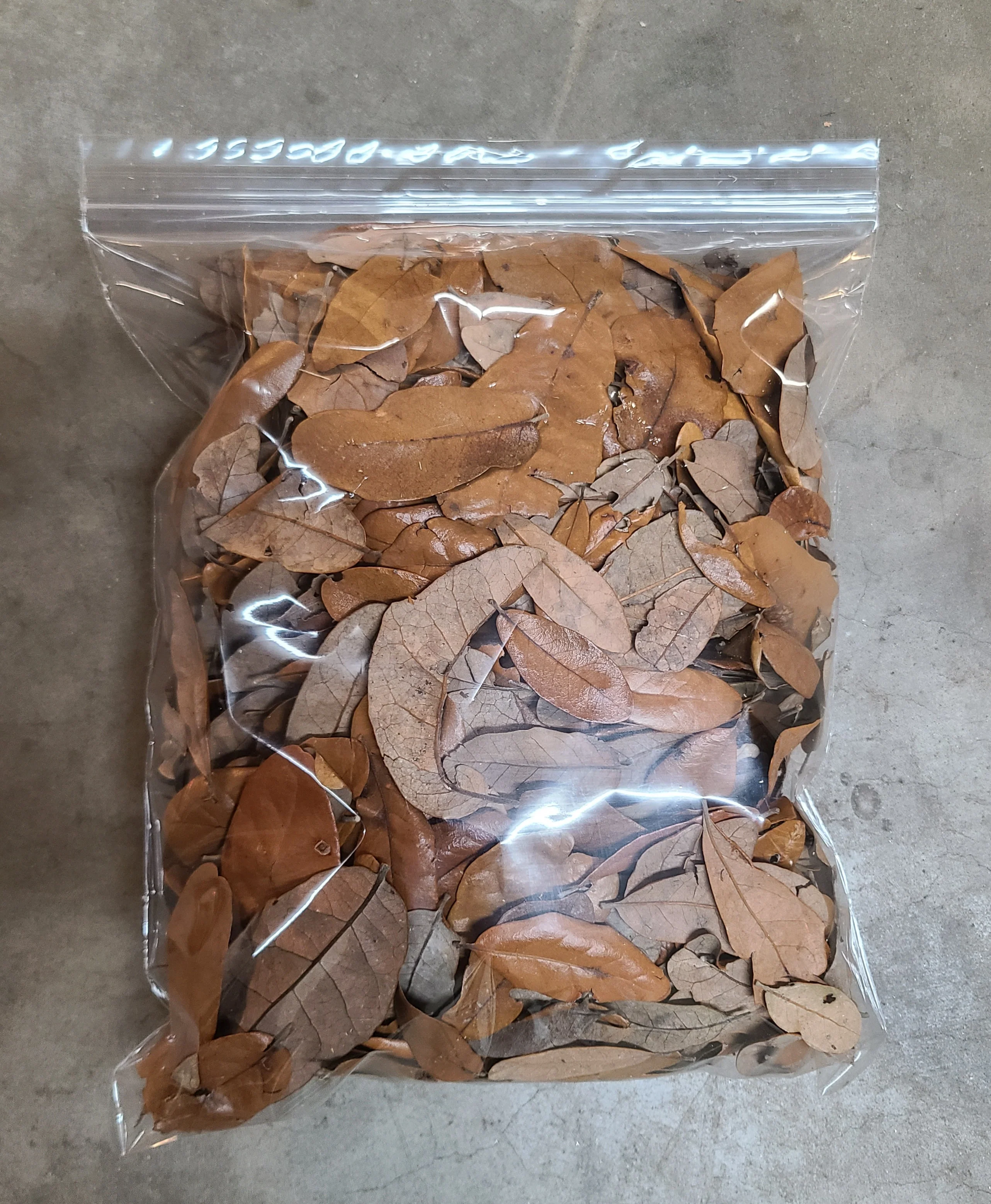 Live Oak Leaves - Image 3
