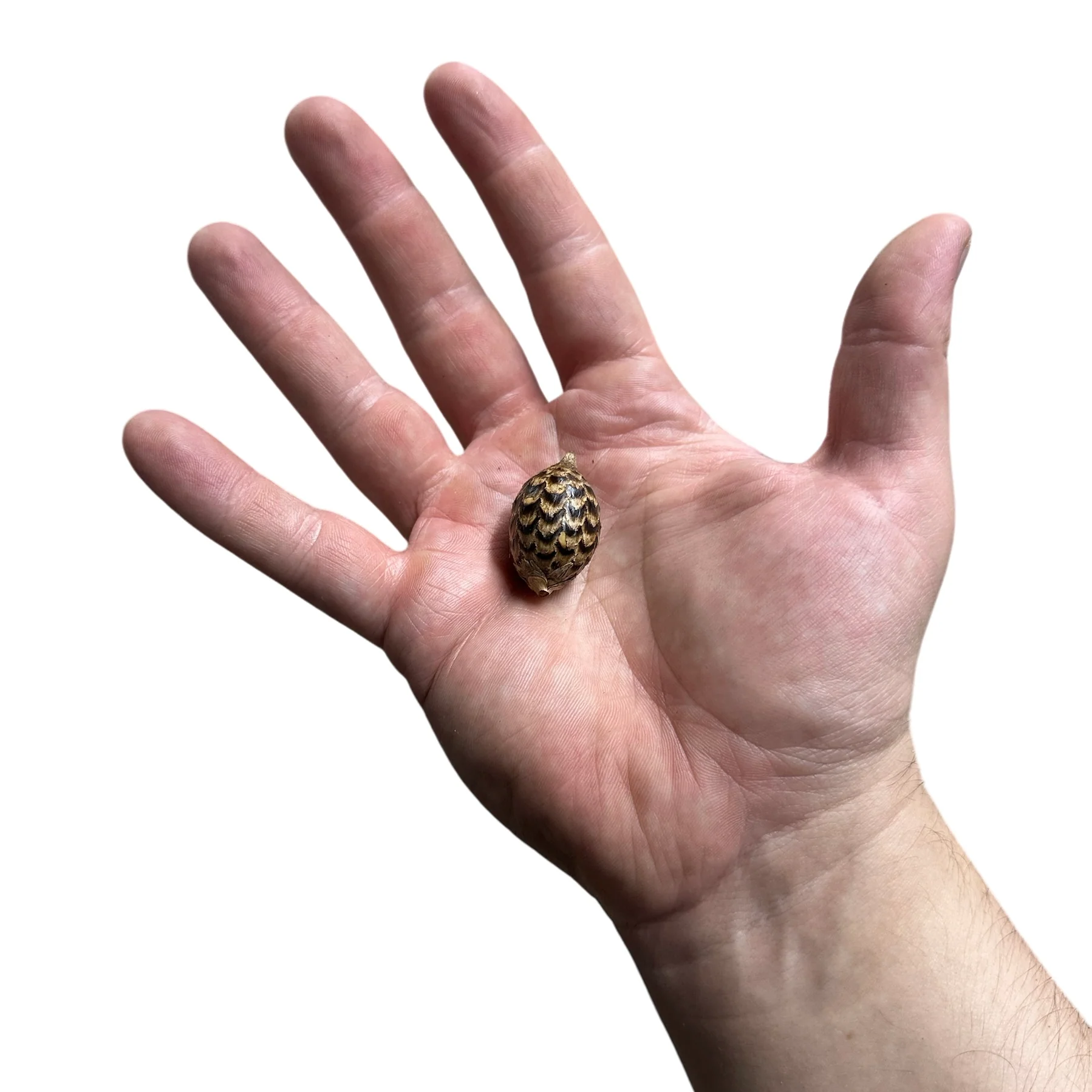 Lizard Pod - Image 2
