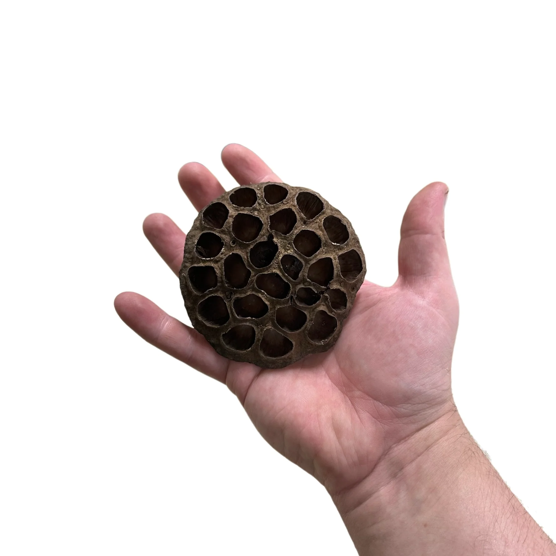 Lotus Head Seed Pod - Image 3