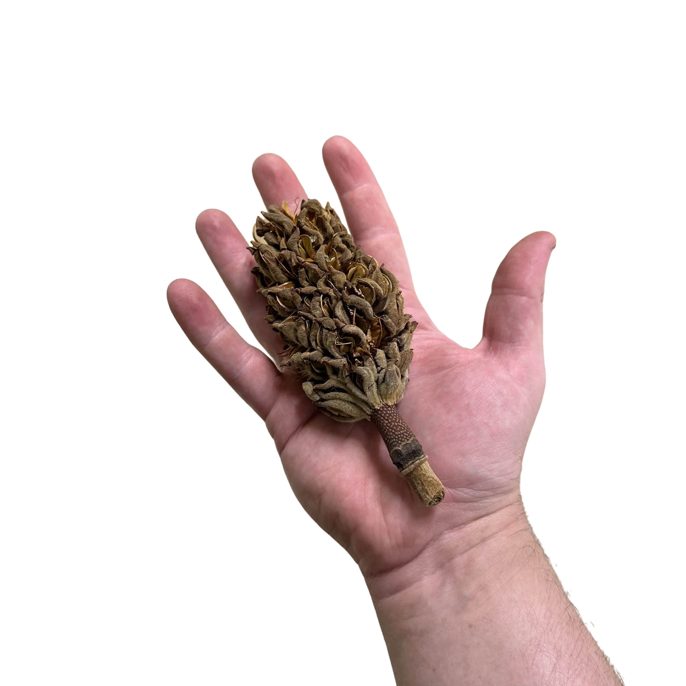 Magnolia Seed Pod - Image 3
