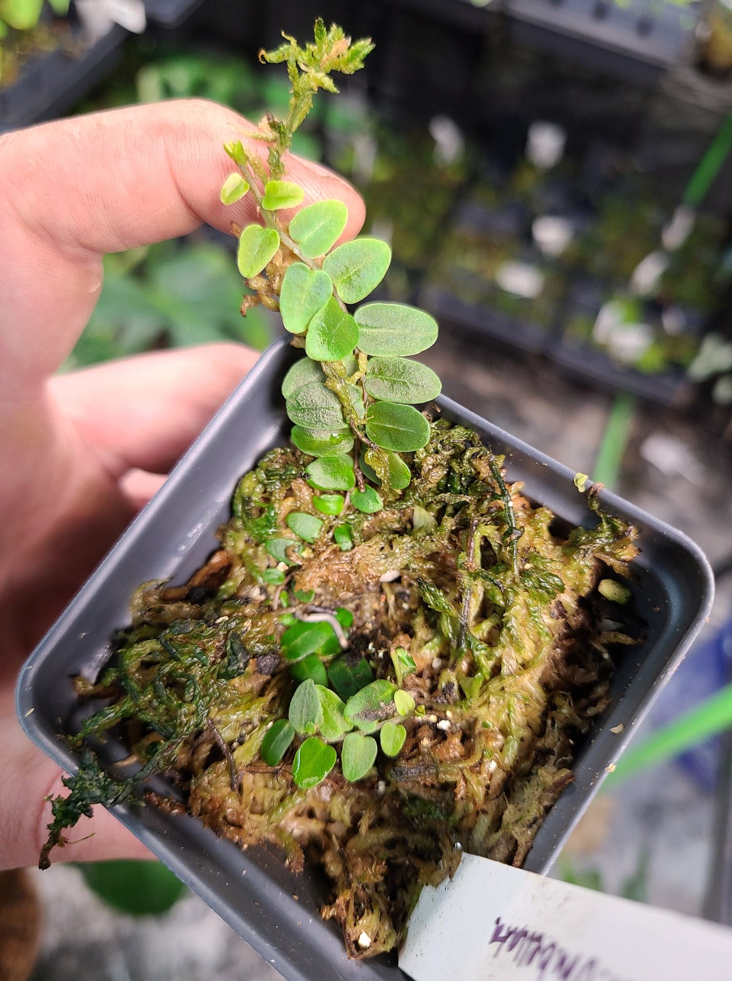 Marcgravia aff umbellata