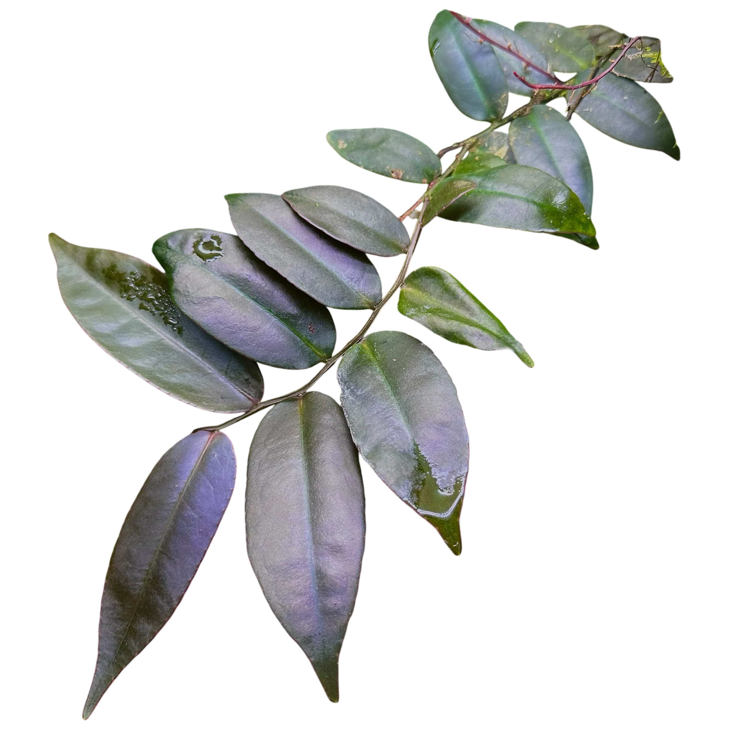 Marcgravia āAzrealā