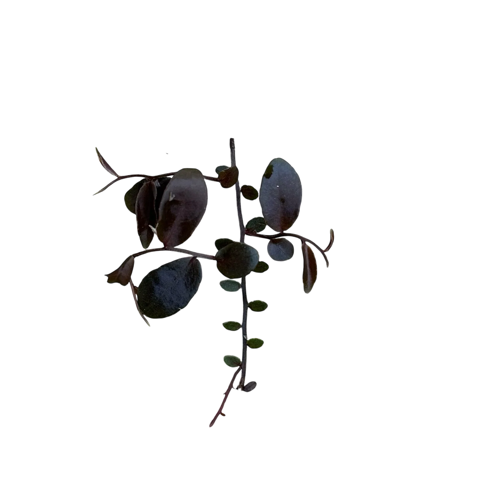 Marcgravia āAzrealā - Image 2