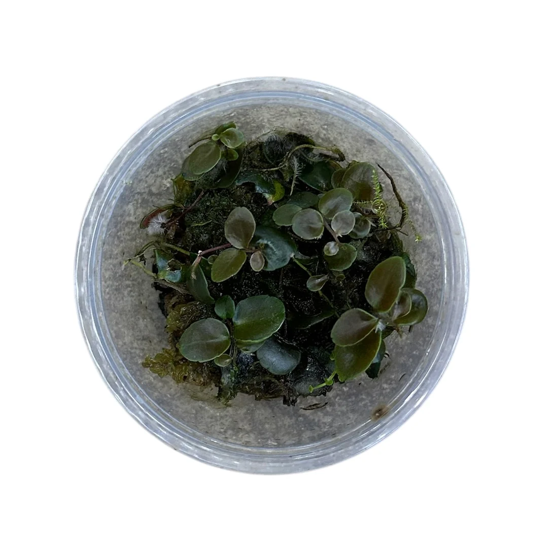 Marcgravia āAzrealā - Image 3