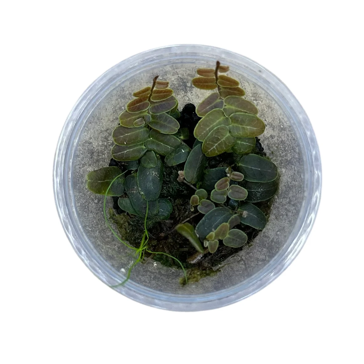 Marcgravia sp. Copper - Image 3