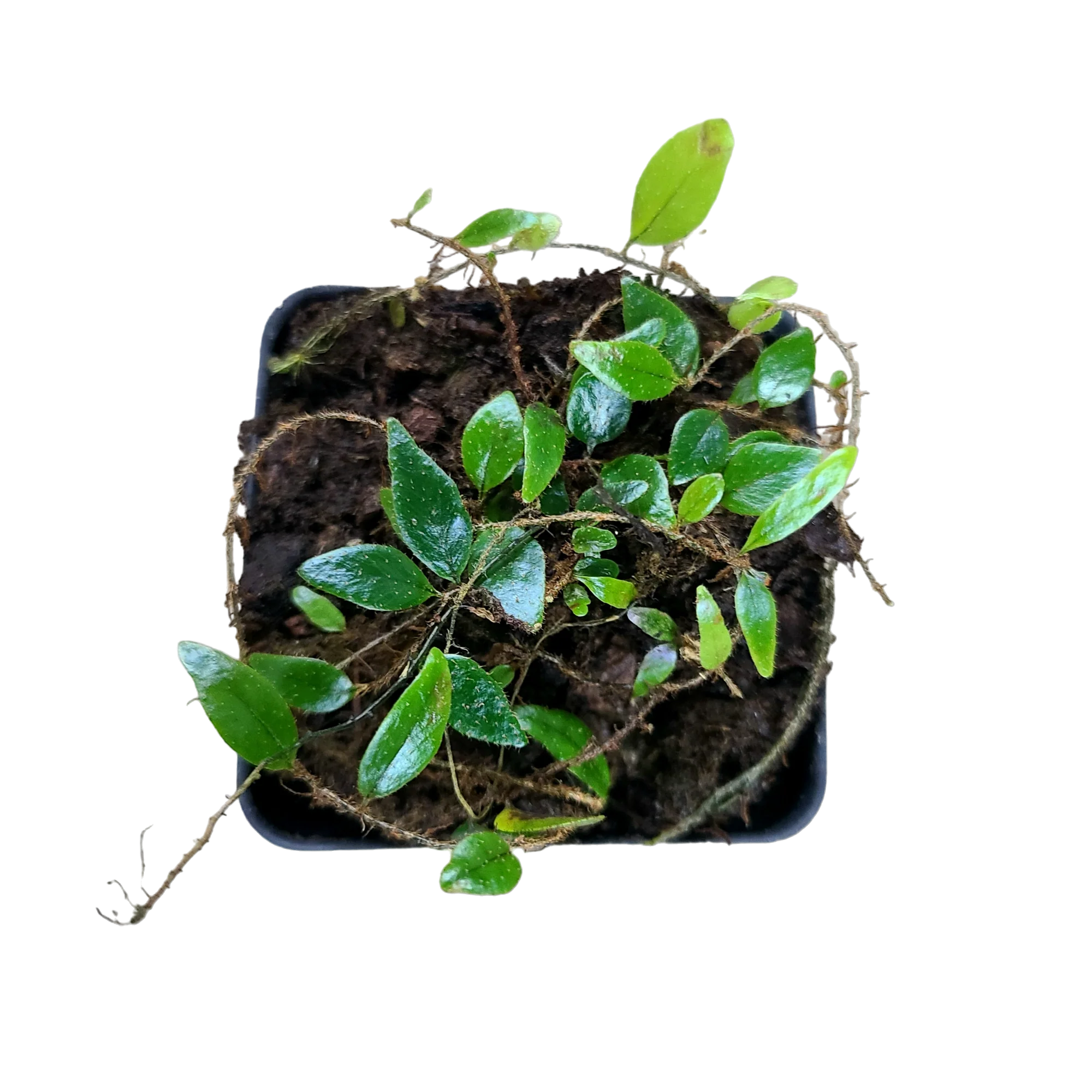 Microgramma cf. reptans #1