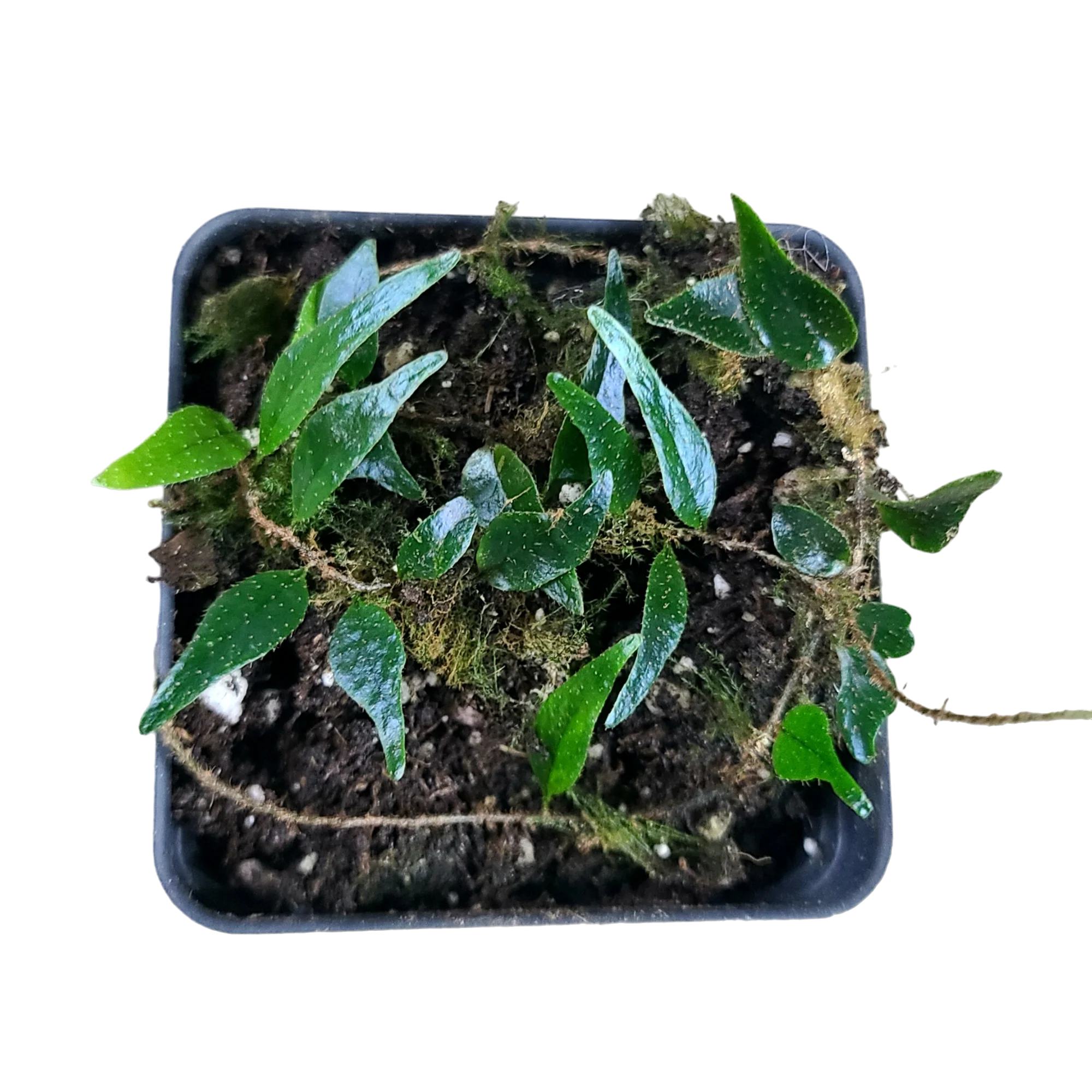 Microgramma cf. reptans #3