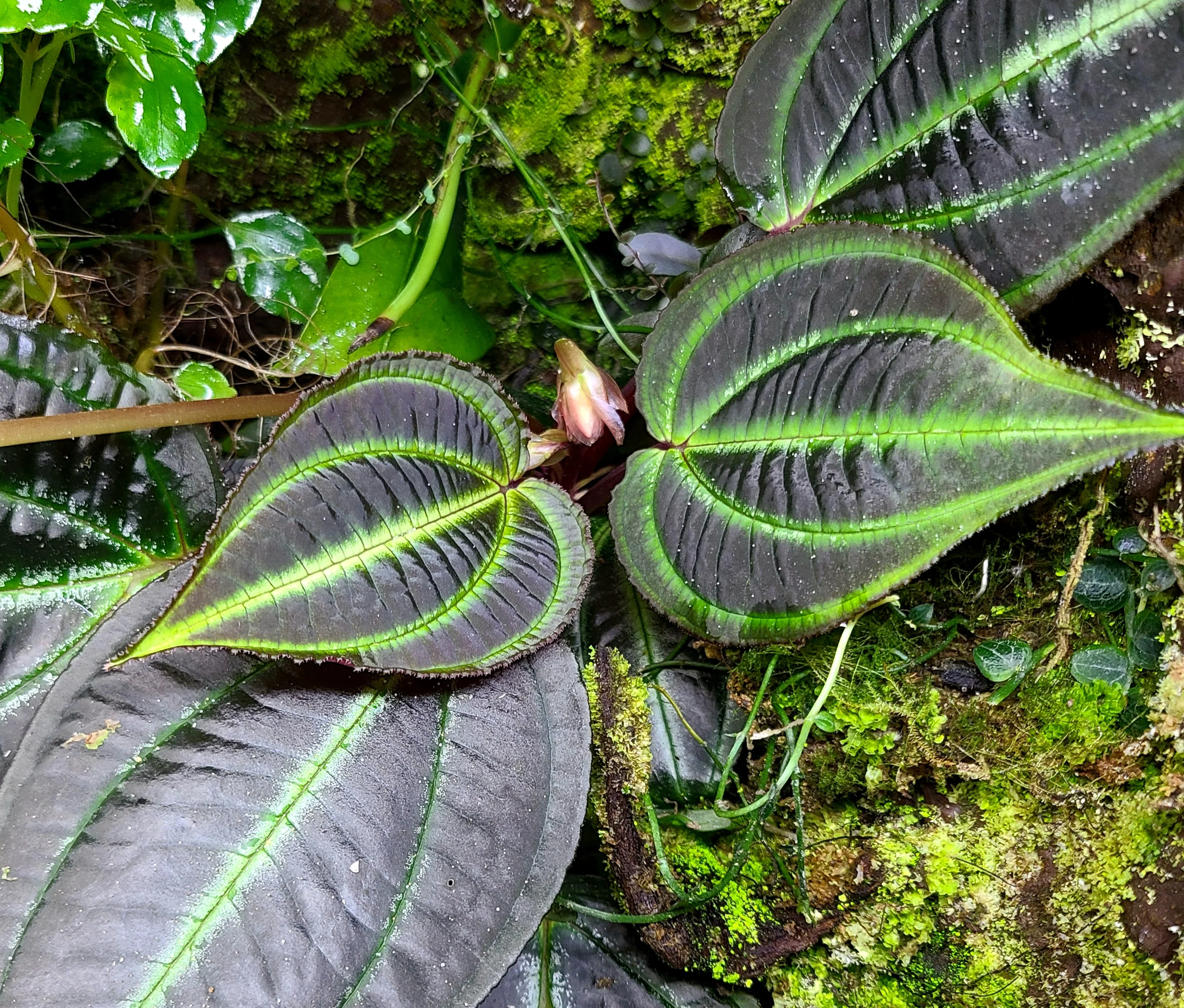 Monolena sp. Red
