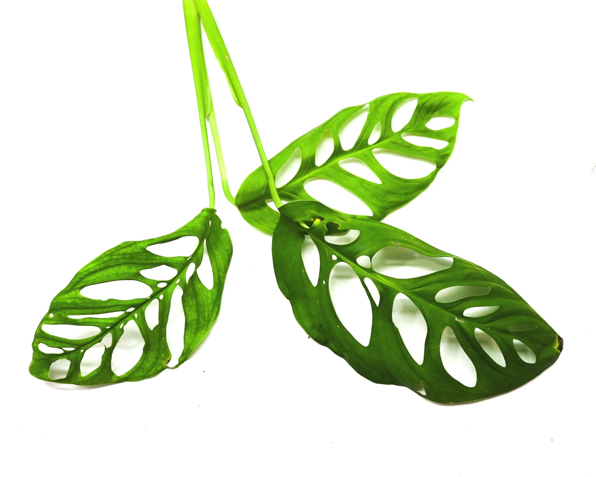 Monstera esqueleto - Image 3