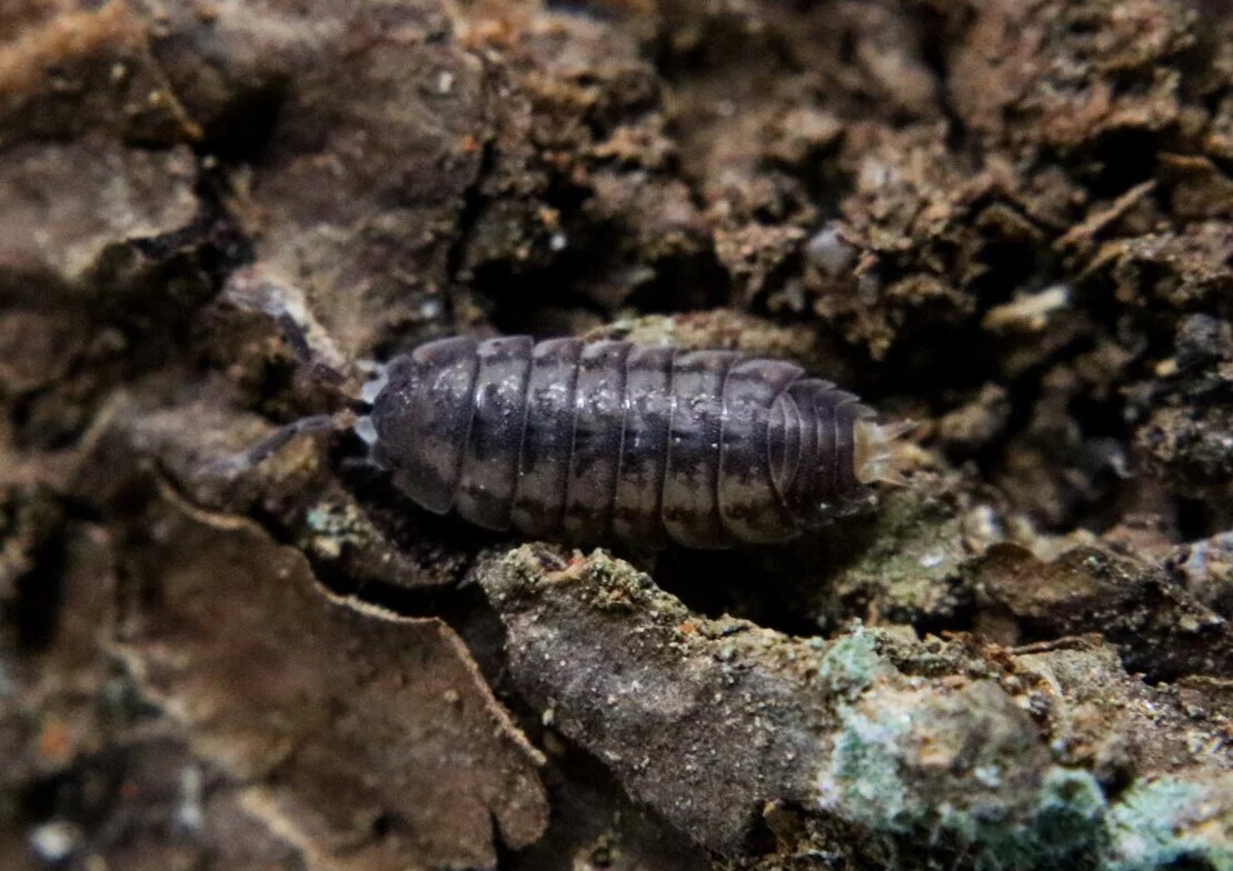 Nagurus cristatus "Dwarf Gray Striped"
