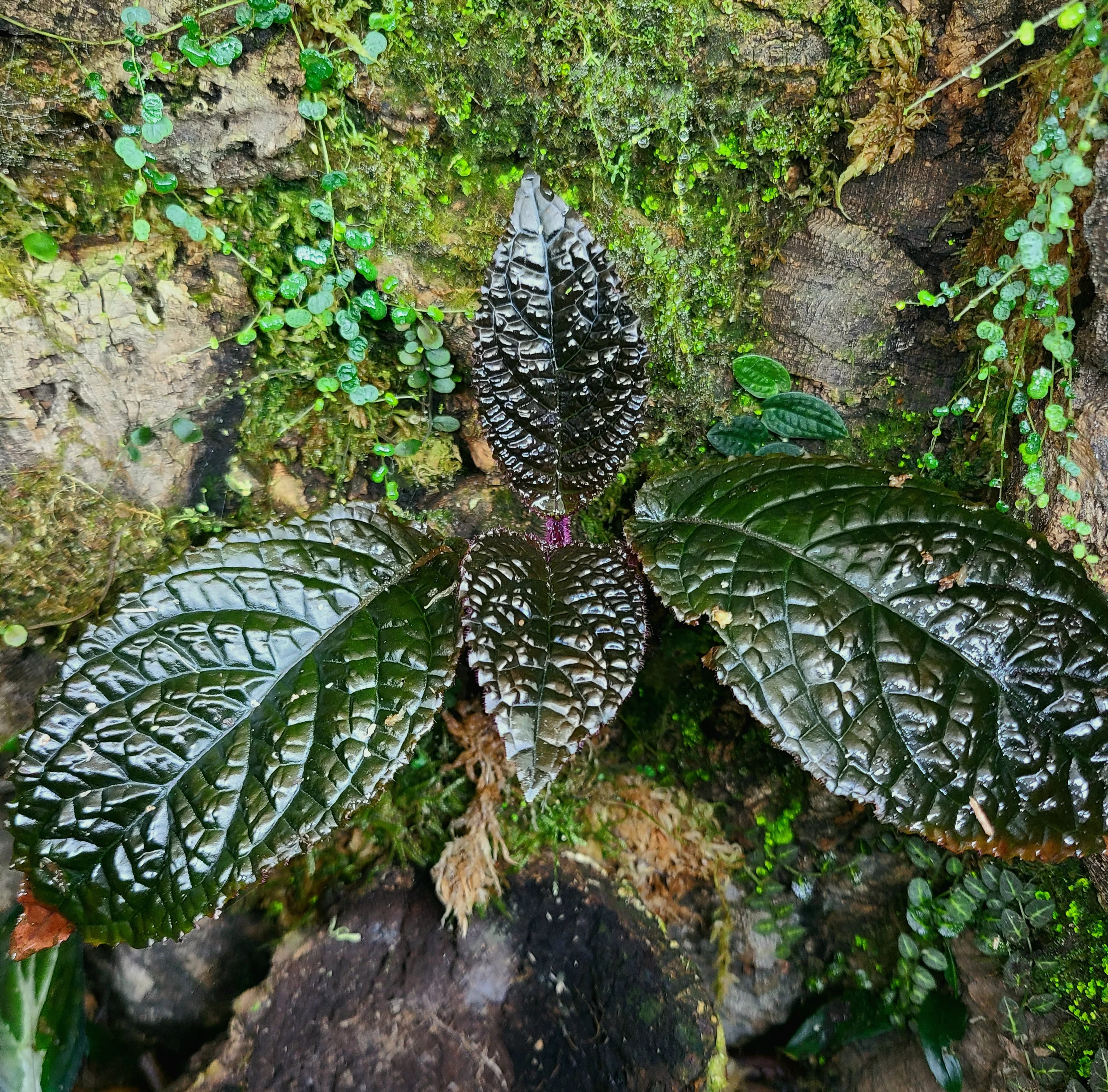 Nautilocalyx bullatus