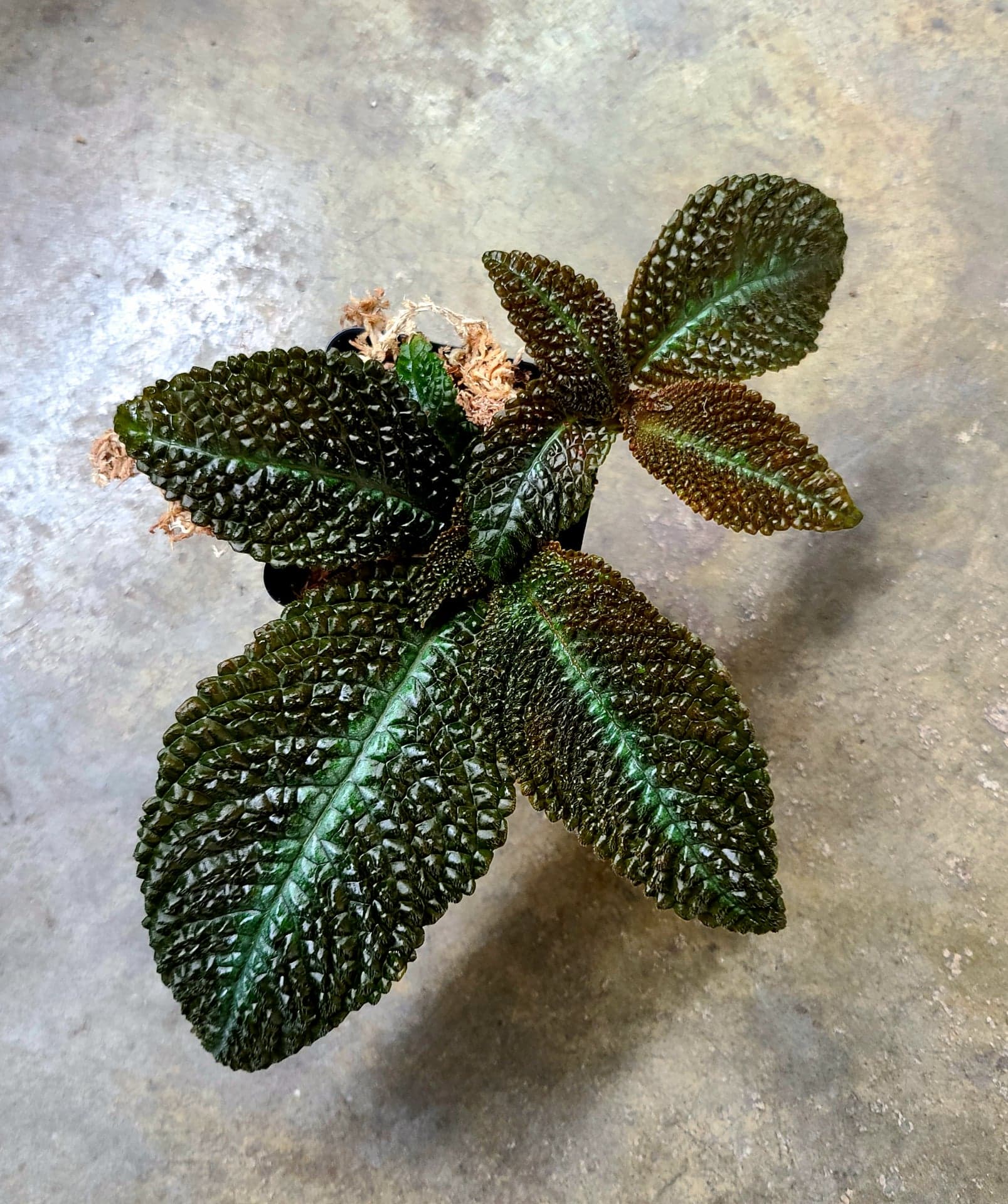 Nautilocalyx ecuadoranus - Image 2