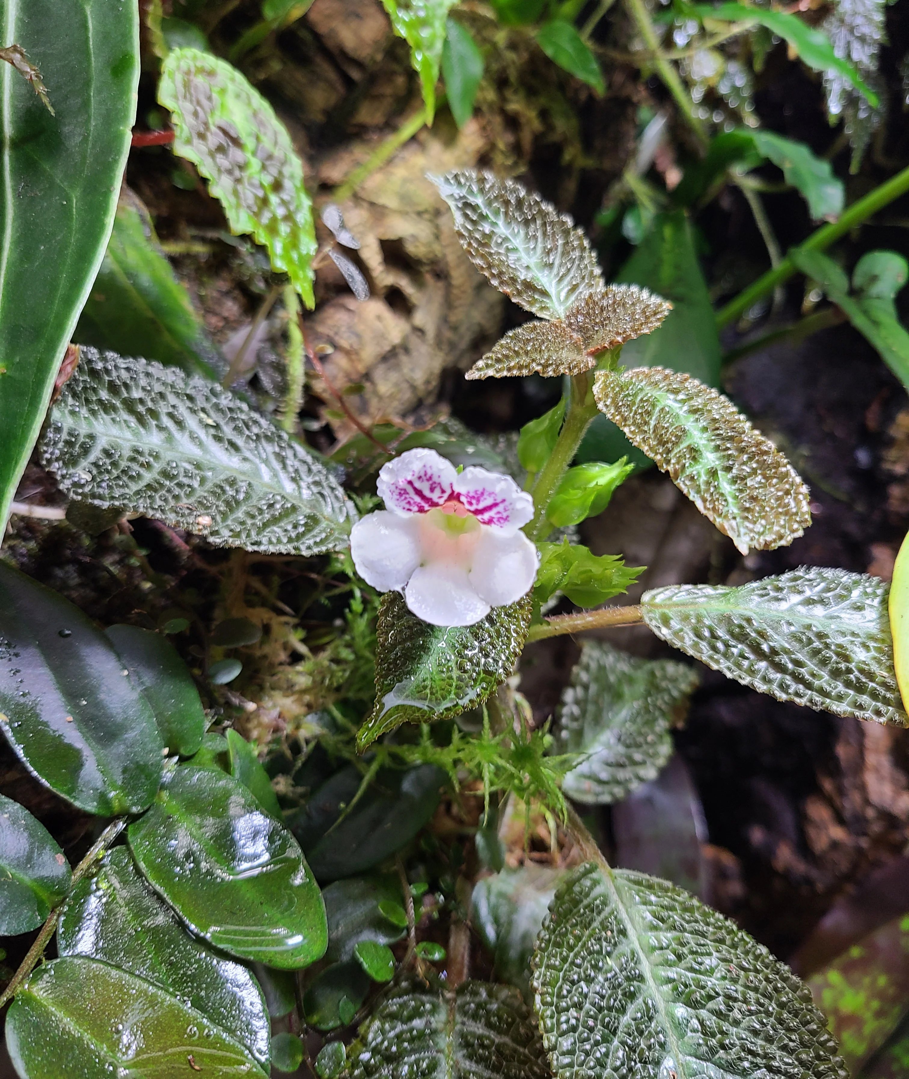 Nautilocalyx ecuadoranus - Image 3