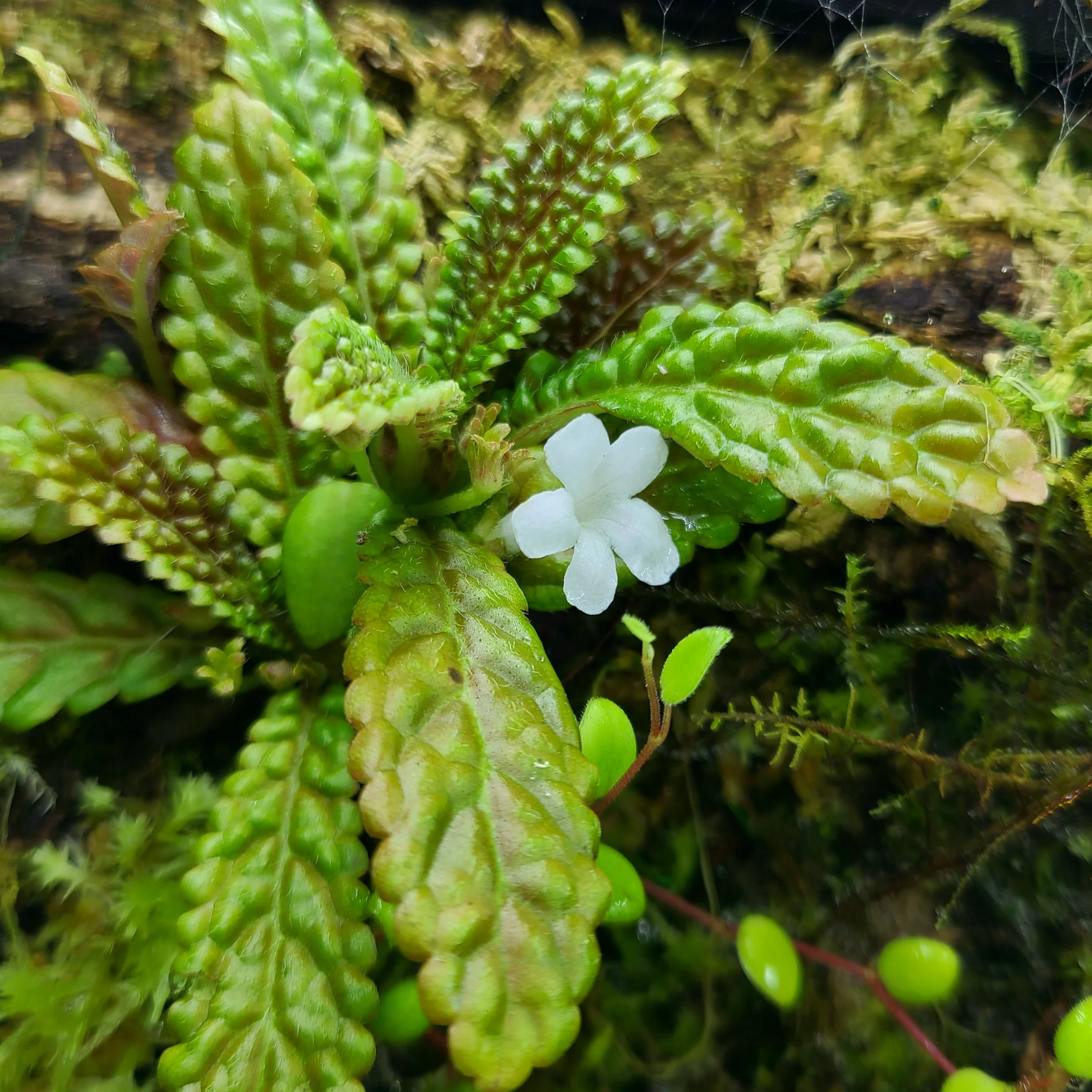 Nautilocalyx pemphidius - Image 2