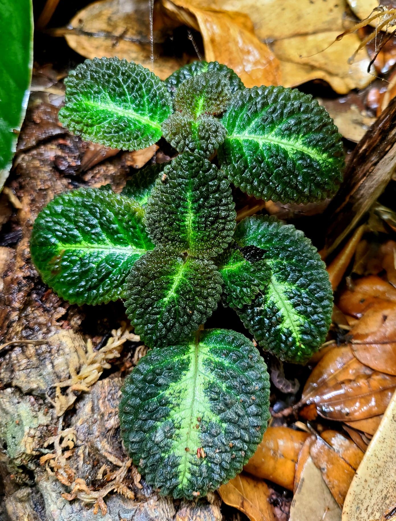 Nautilocalyx sp. (Episcia hibrida Taisha) - Image 2