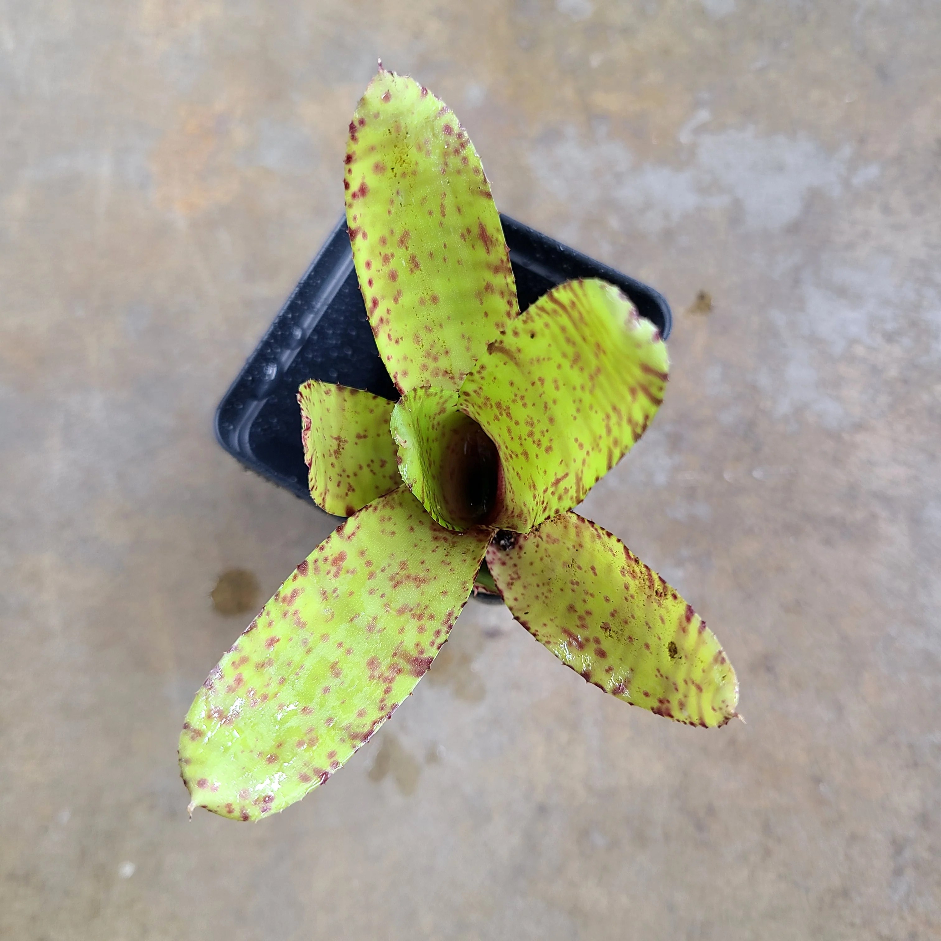 Neoregelia ampullacea "Yellow”