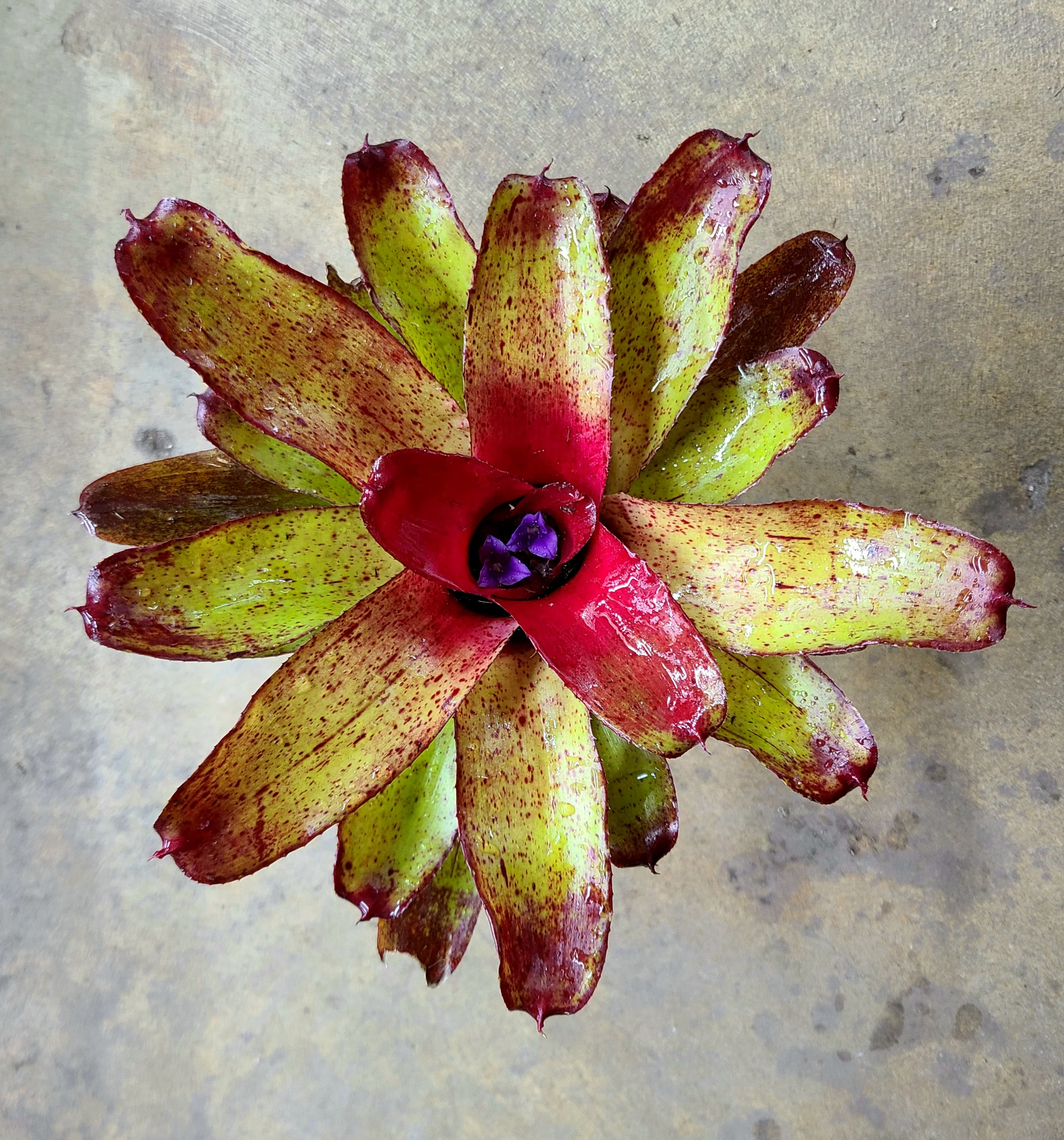 Neoregelia "Angel Face"