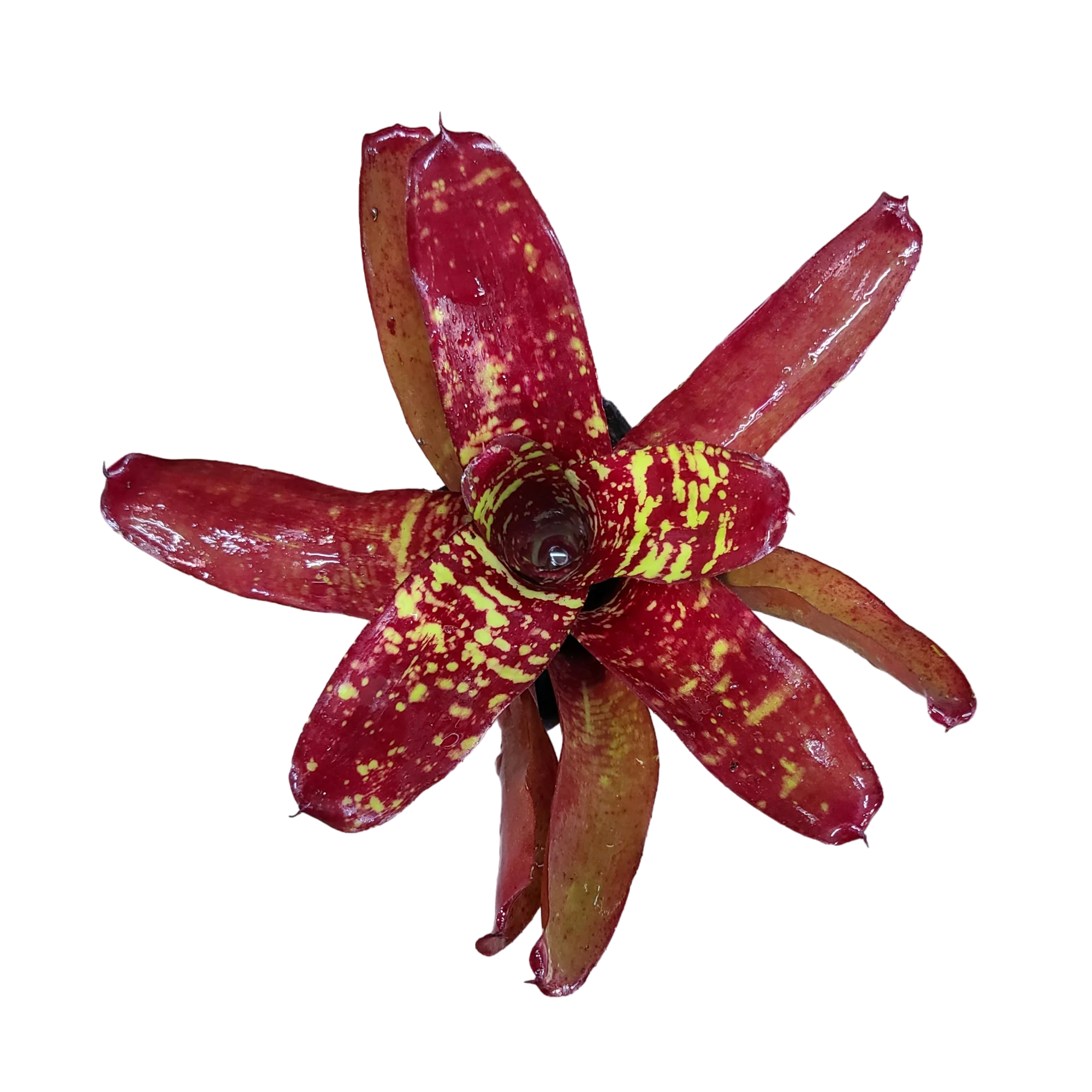 Neoregelia "Aztec Fireball"