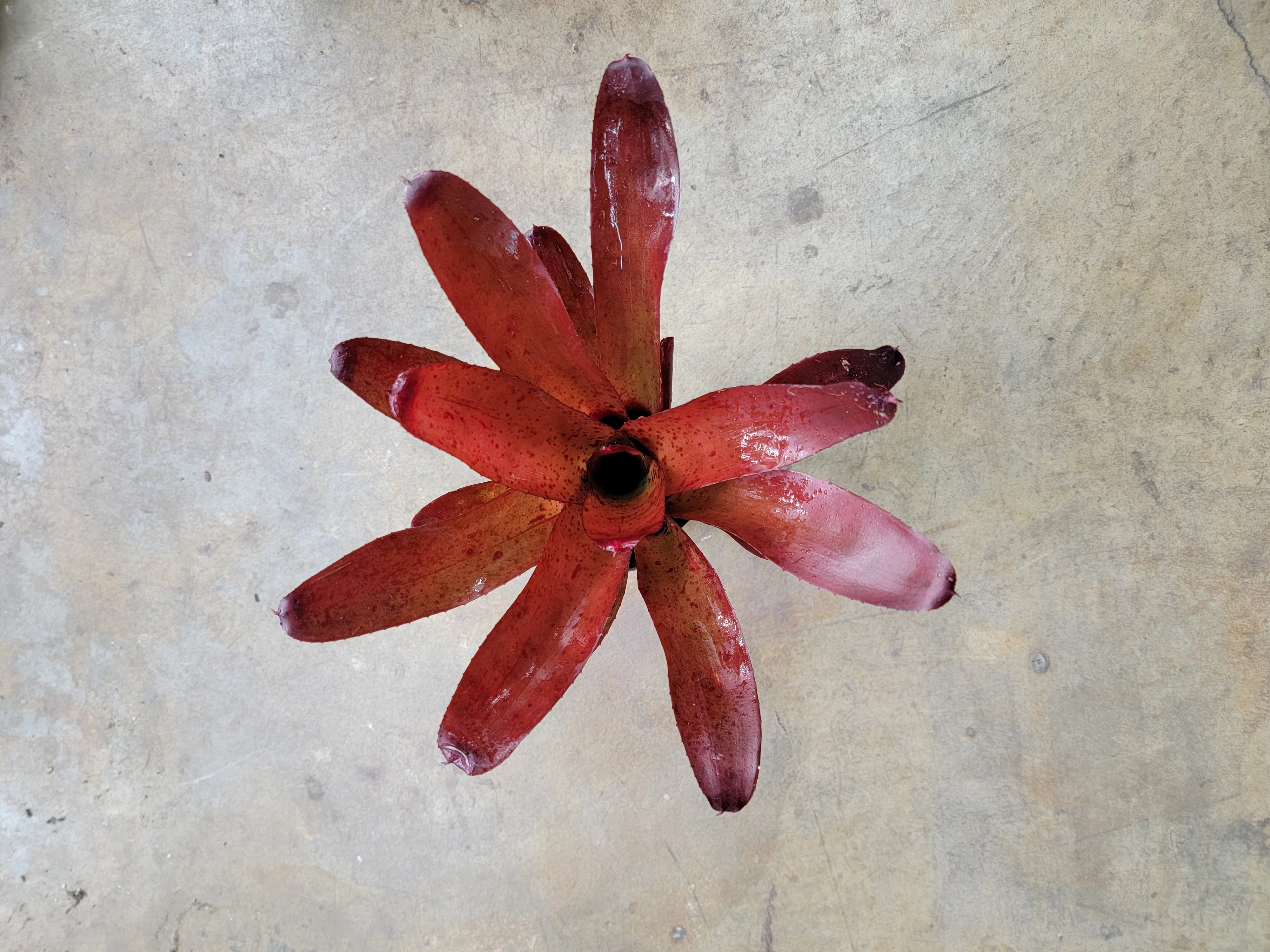 Neoregelia "Brasil 696"