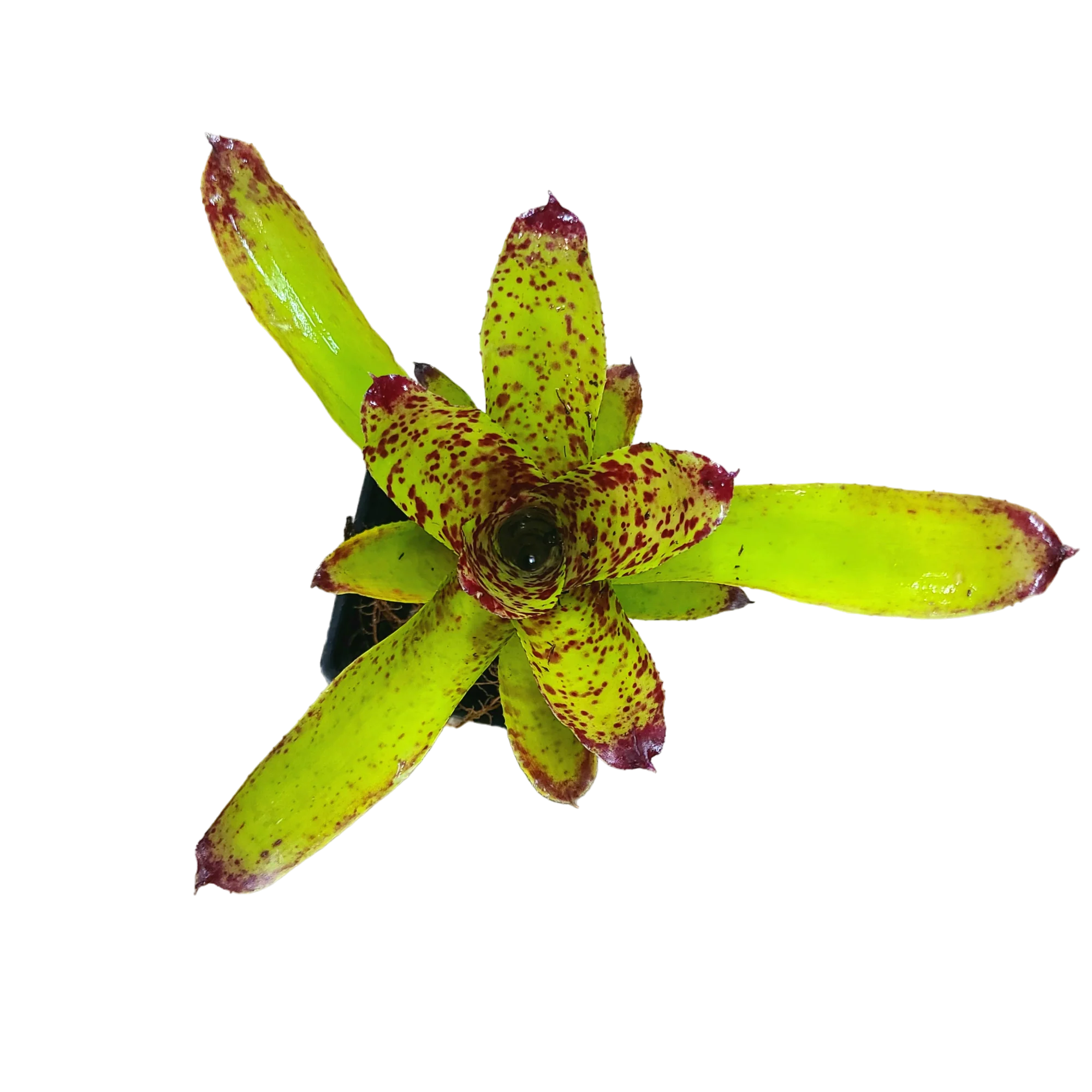 Neoregelia "Cheers"