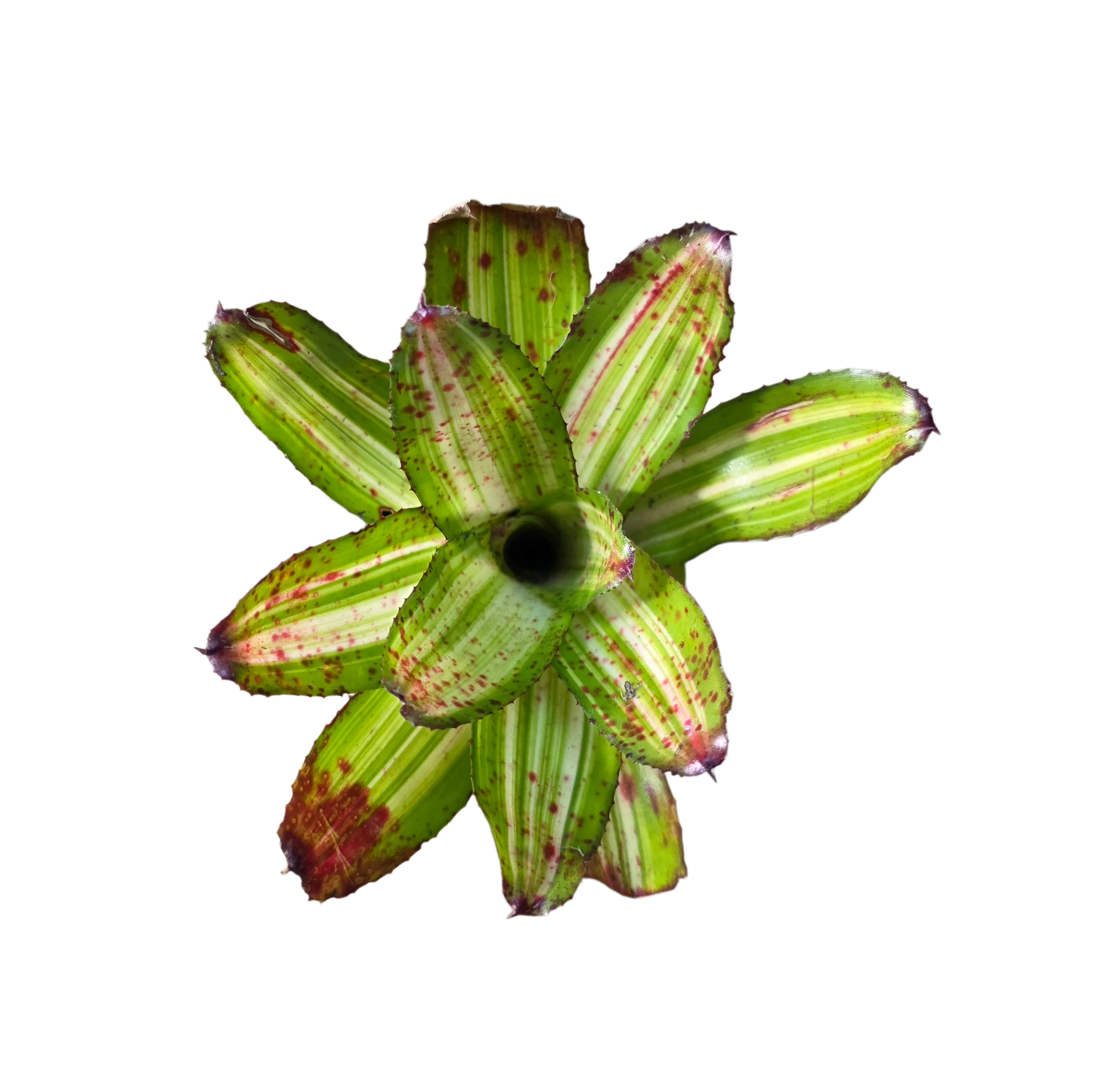 Neoregelia "Chilli Verde"