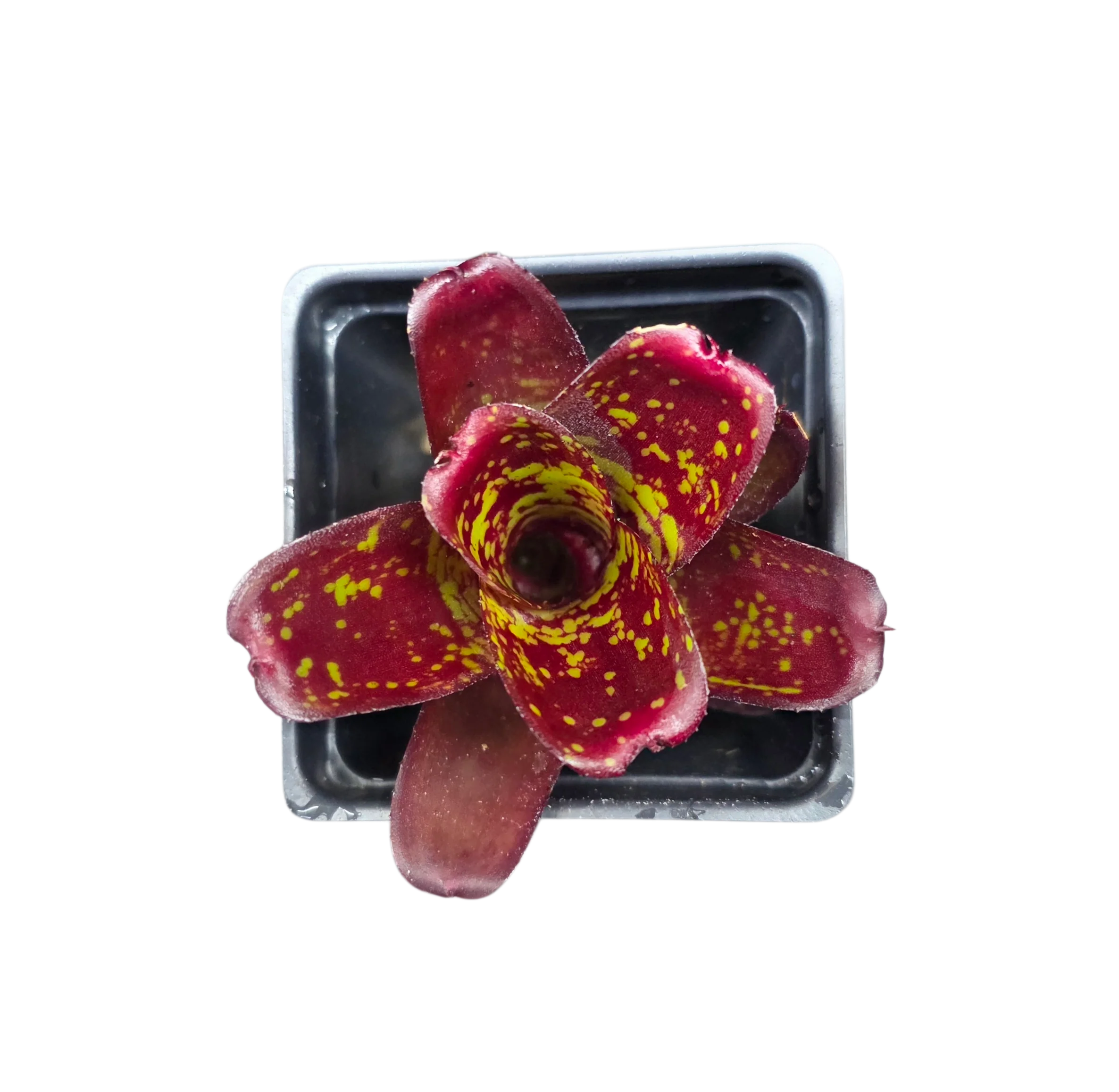 Neoregelia "Dartanion" - Micro
