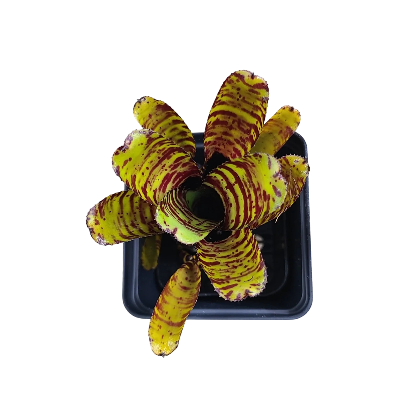 Neoregelia "Divine Brown" - Micro