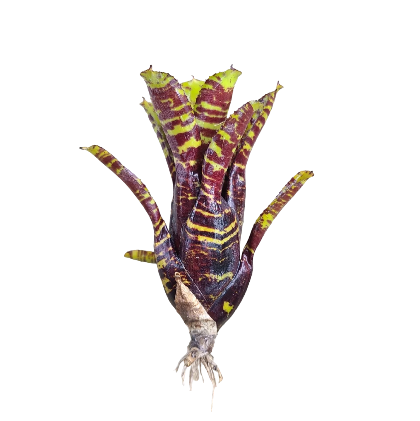 Neoregelia "Divine Brown" - Micro - Image 2