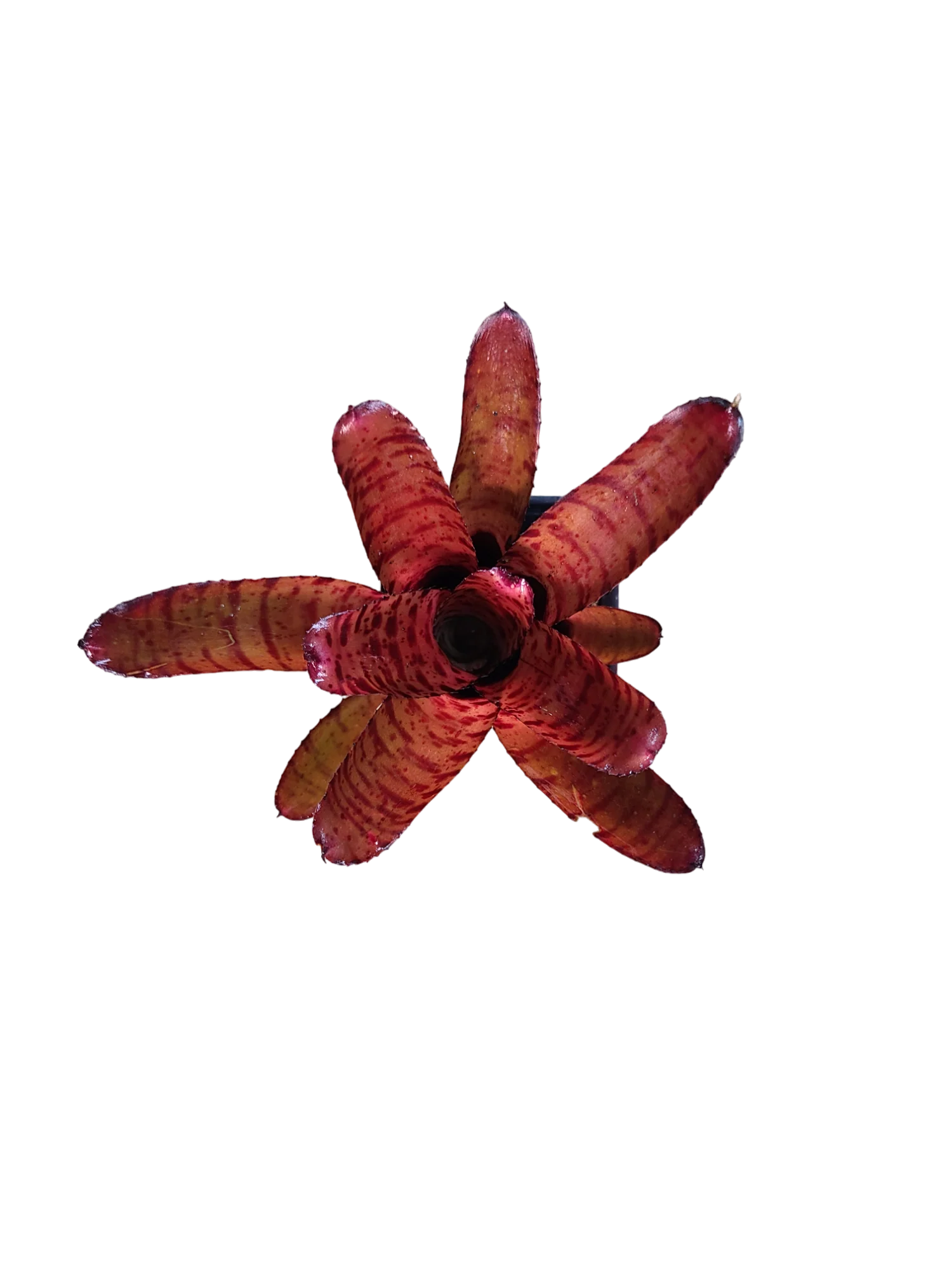 Neoregelia "Ed Prince"