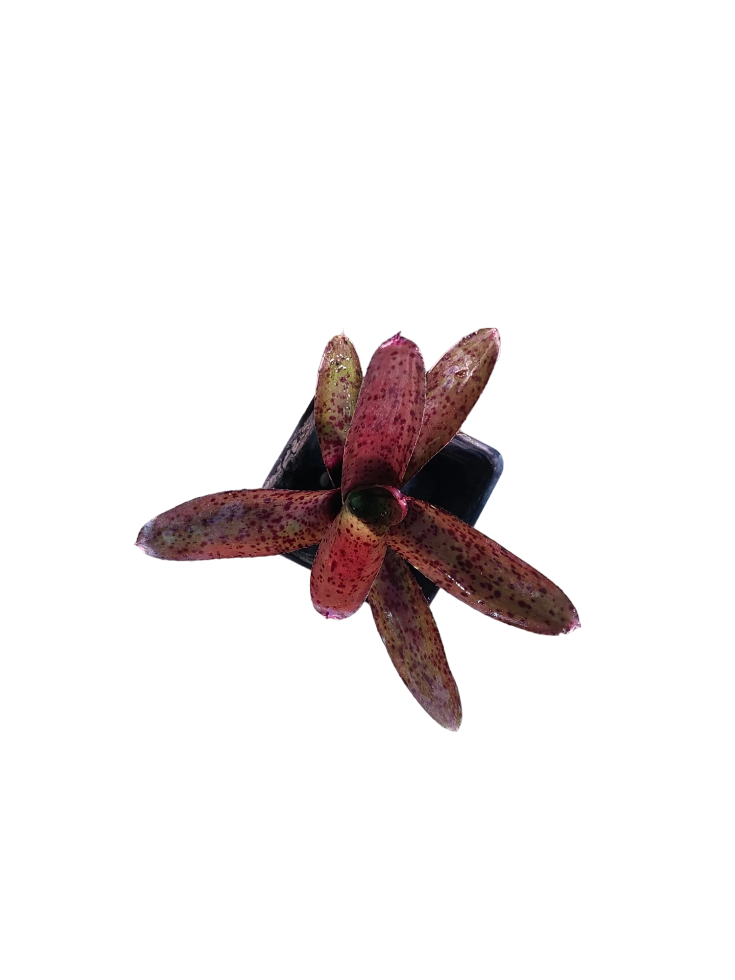 Neoregelia granada x pauciflora