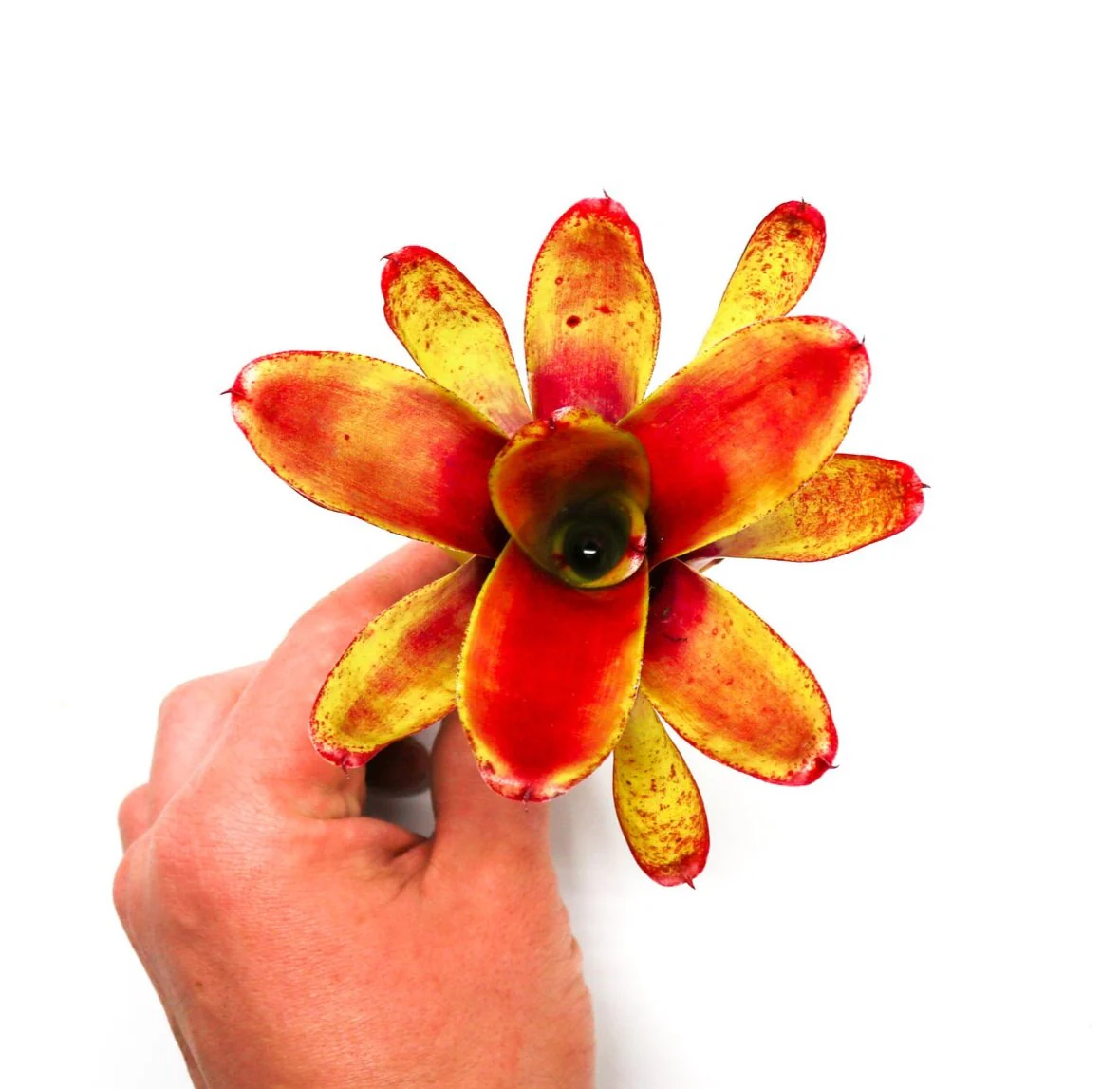 Neoregelia "Green Ball" - Image 3