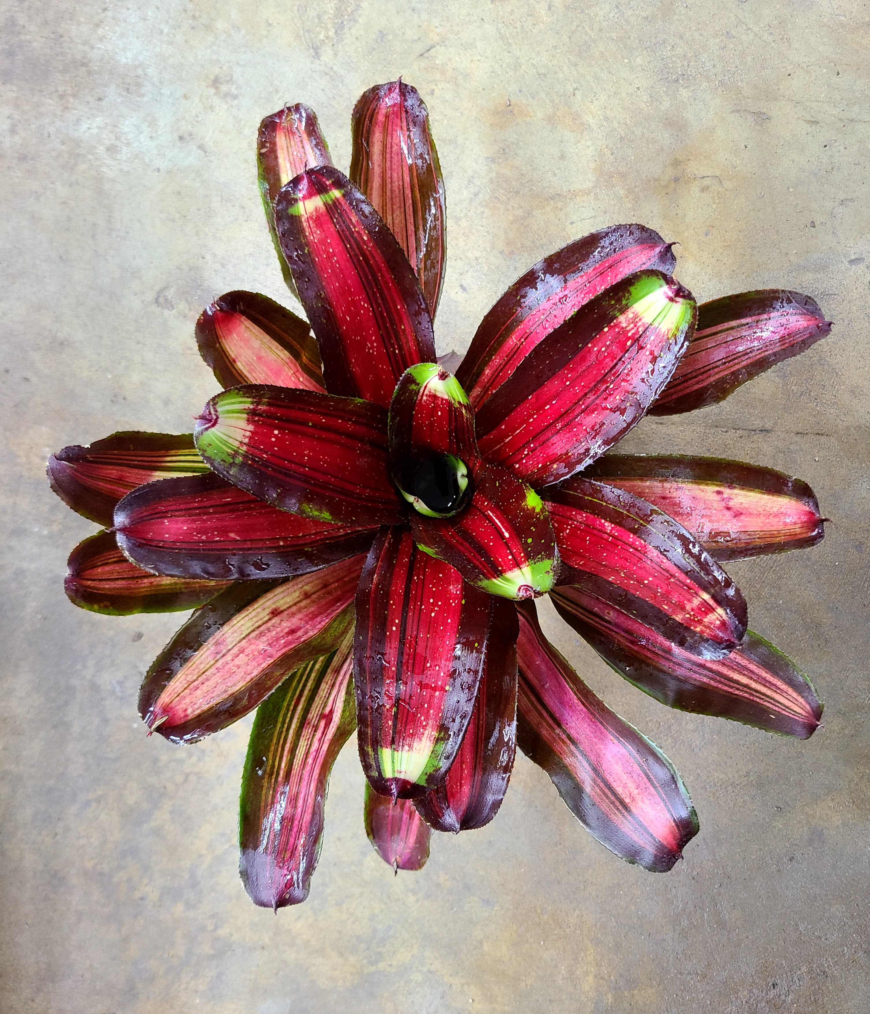 Neoregelia "Kahala Dawn"