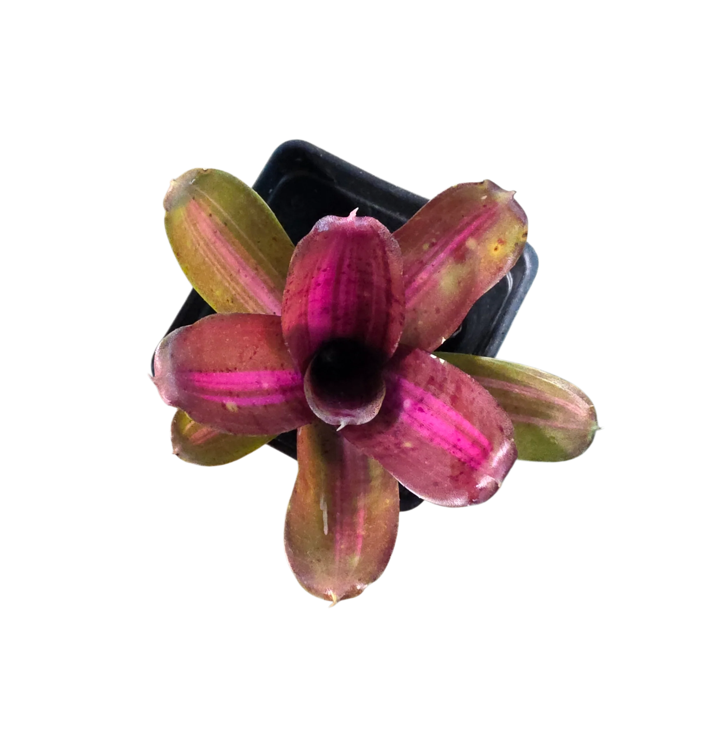 Neoregelia "Kilihune" - Micro