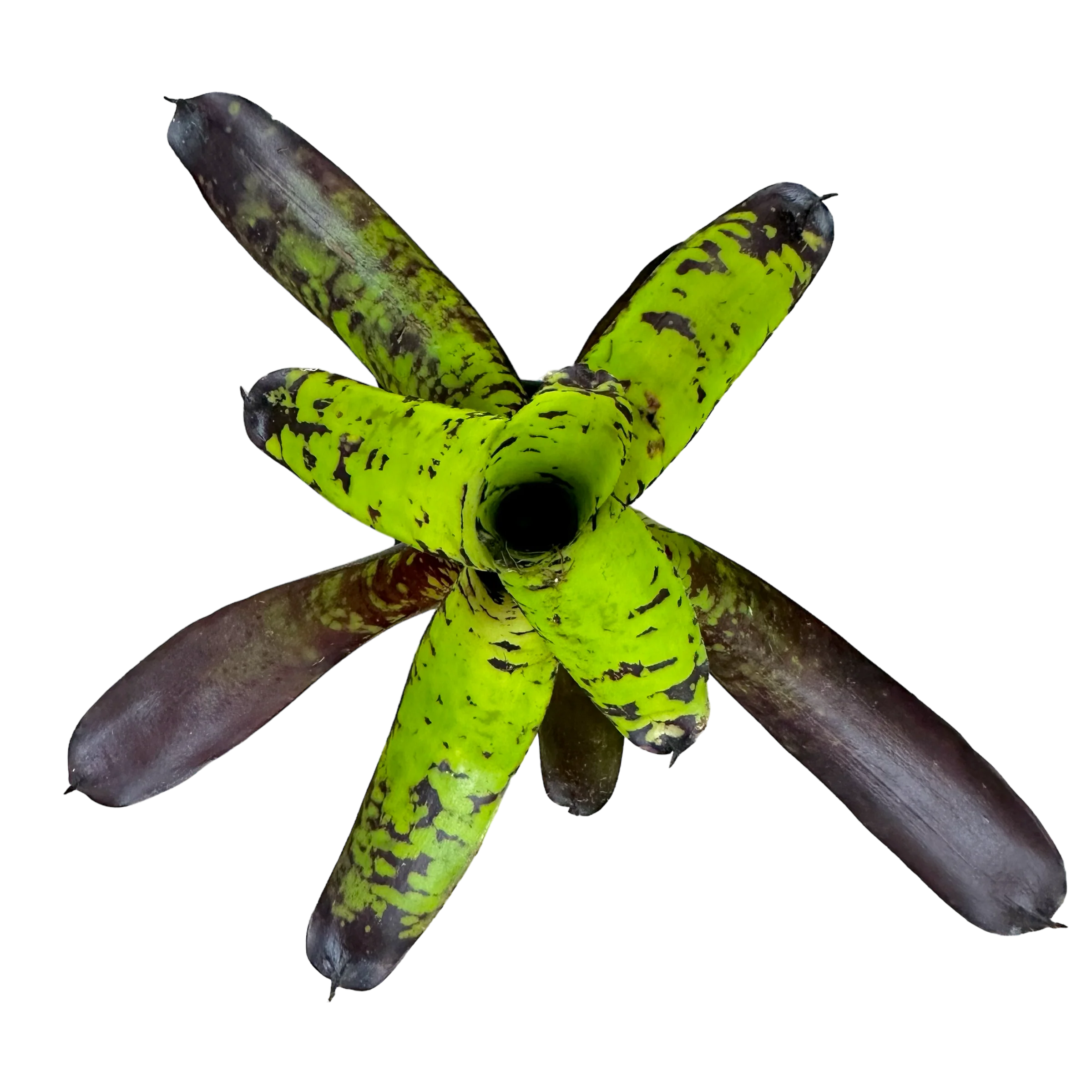 Neoregelia "Kryptonite"