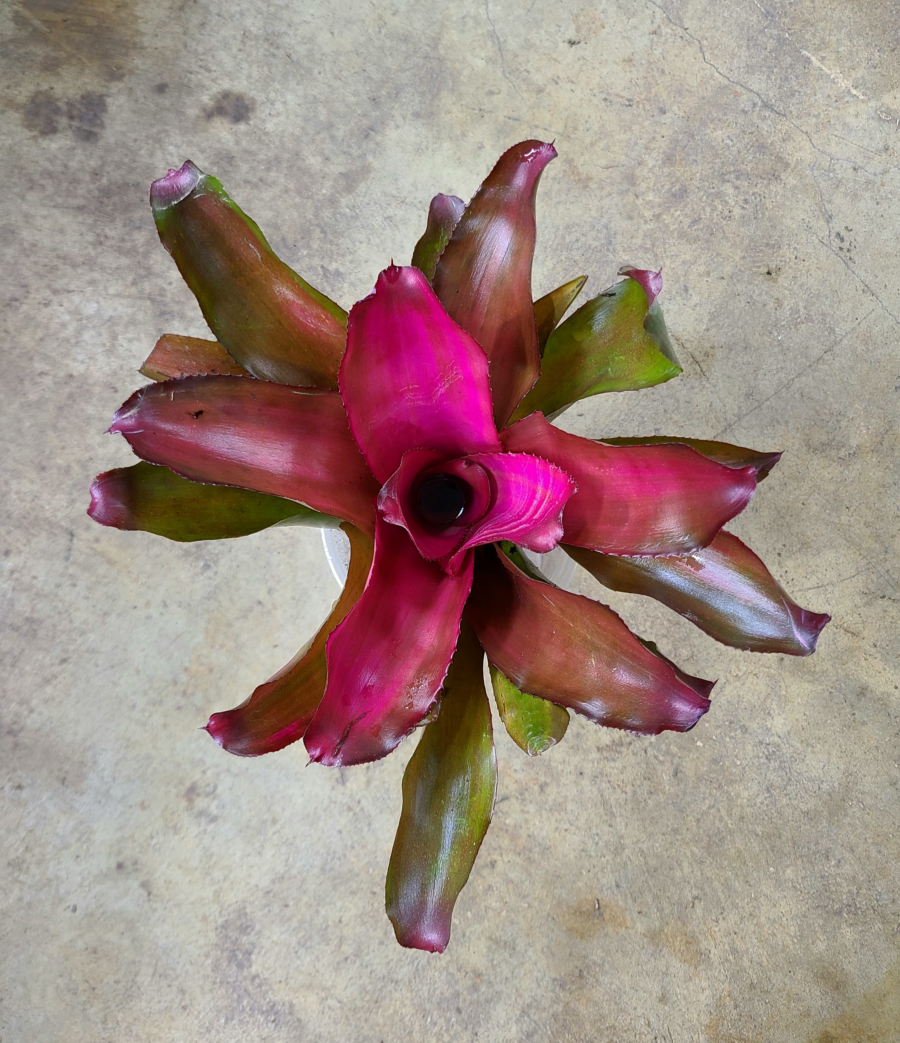 Neoregelia "Lila"