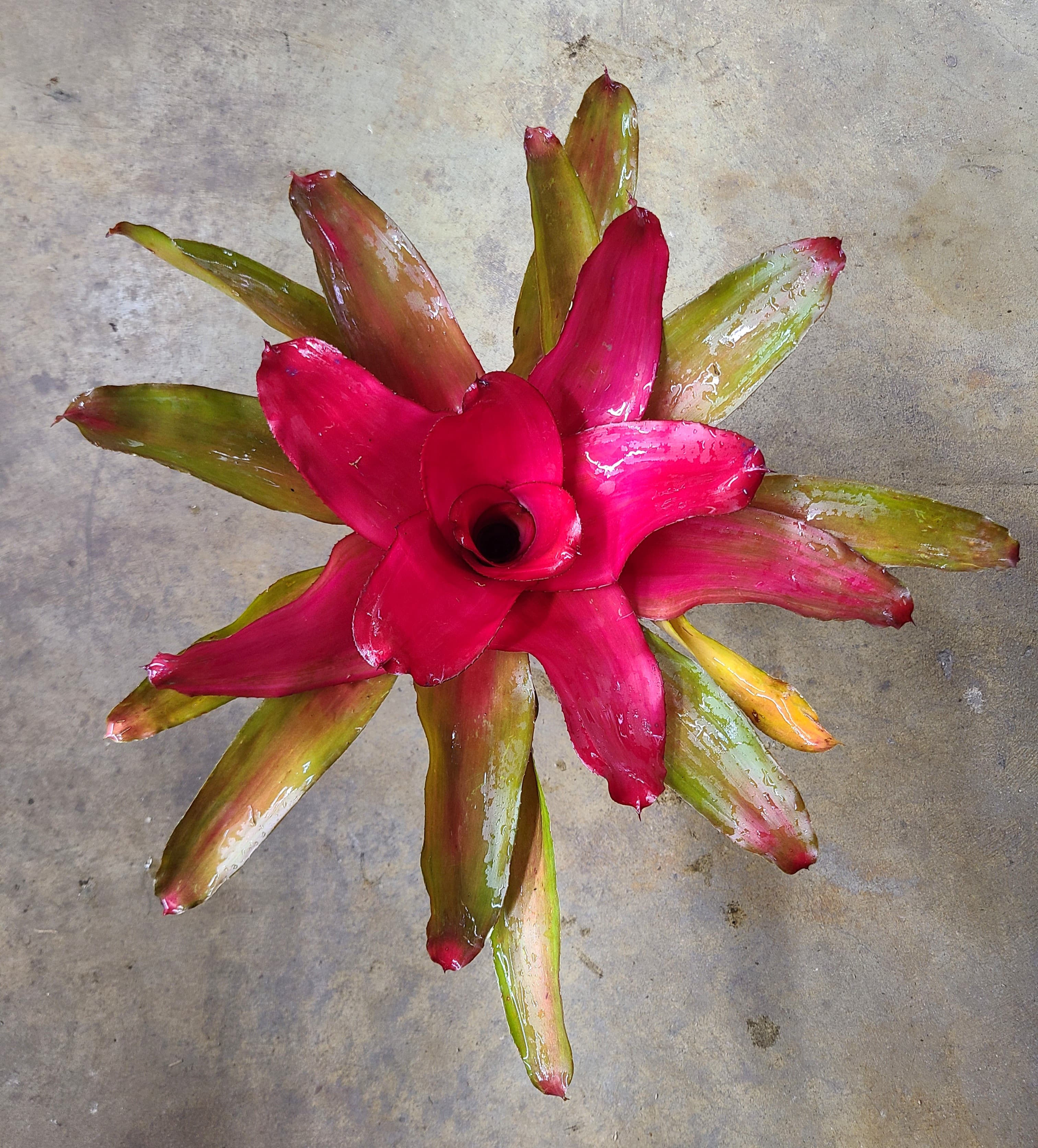 Neoregelia "Magali"