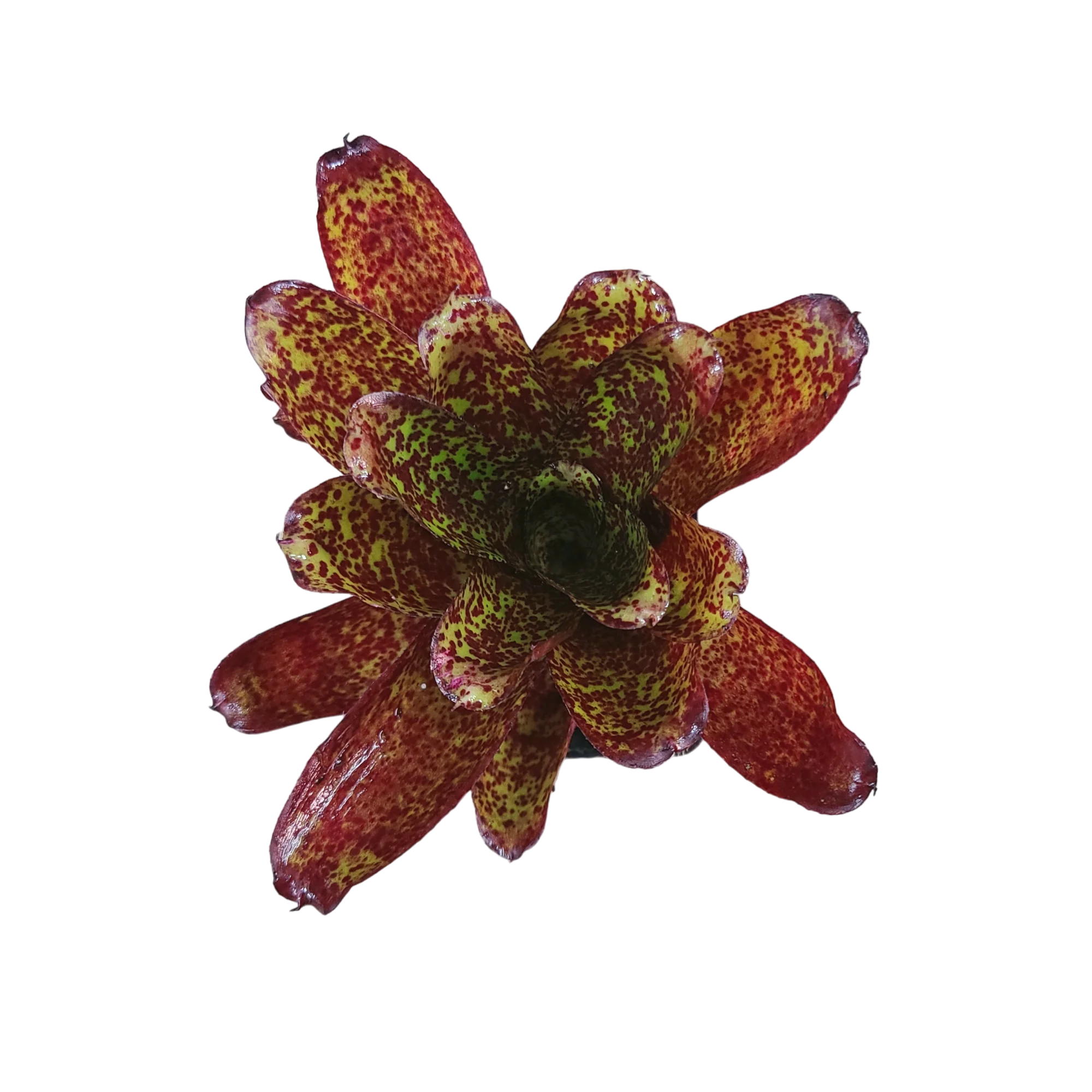 Neoregelia "Mo Peppa"