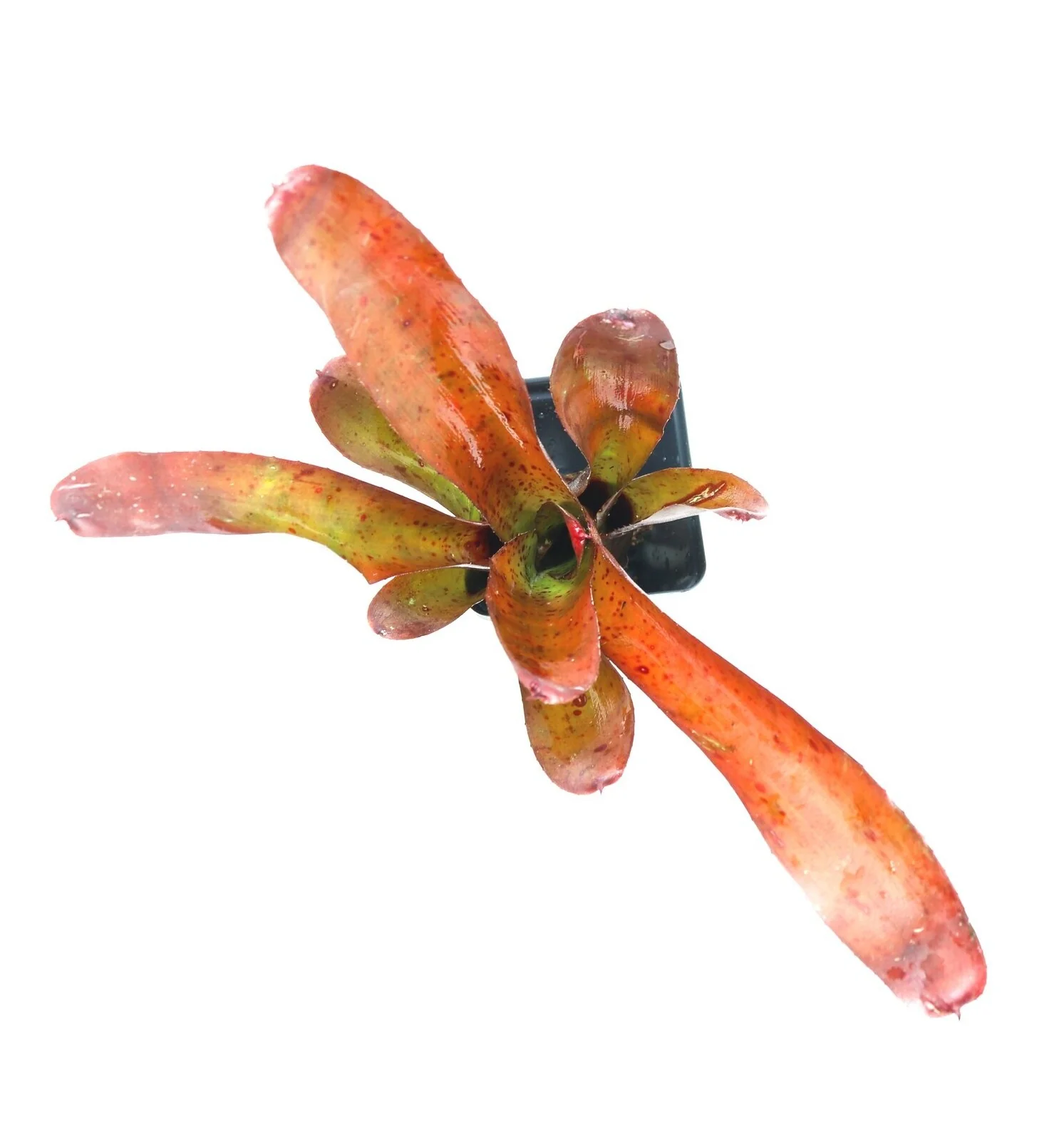 Neoregelia "Olens" - Image 2